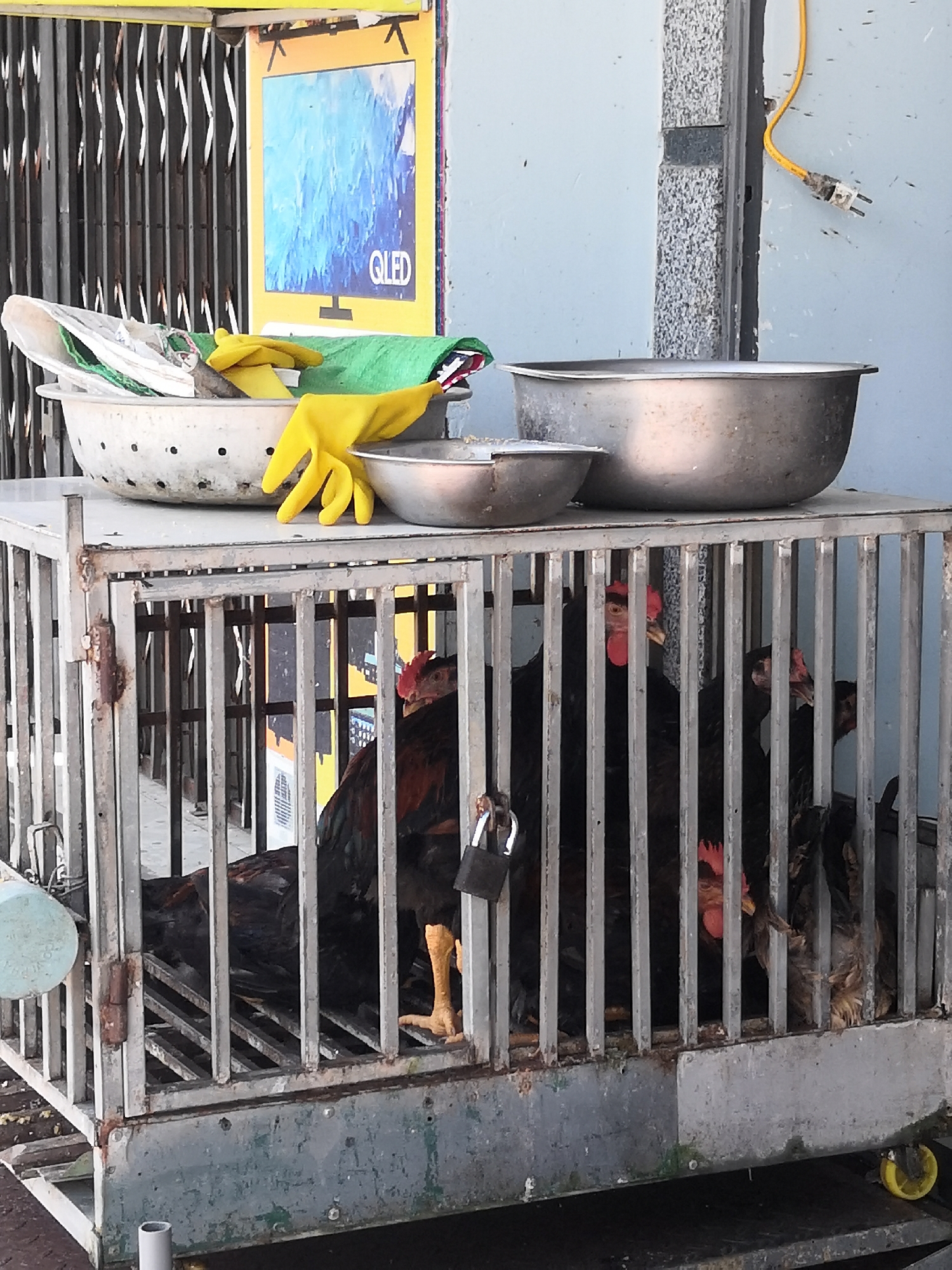 The image shows a metal cage containing several chickens. The cage is located on a surface that appears to be a street or sidewalk, with a grey wall in the background. Above the cage, there is a large metal bowl and a colander containing some items, including yellow gloves. A sign depicting a television screen with the word "QLED" is visible on the wall behind the cage. A yellow electrical cord with a plug hangs down from the wall. The overall scene suggests a market or outdoor vendor setting in a city.