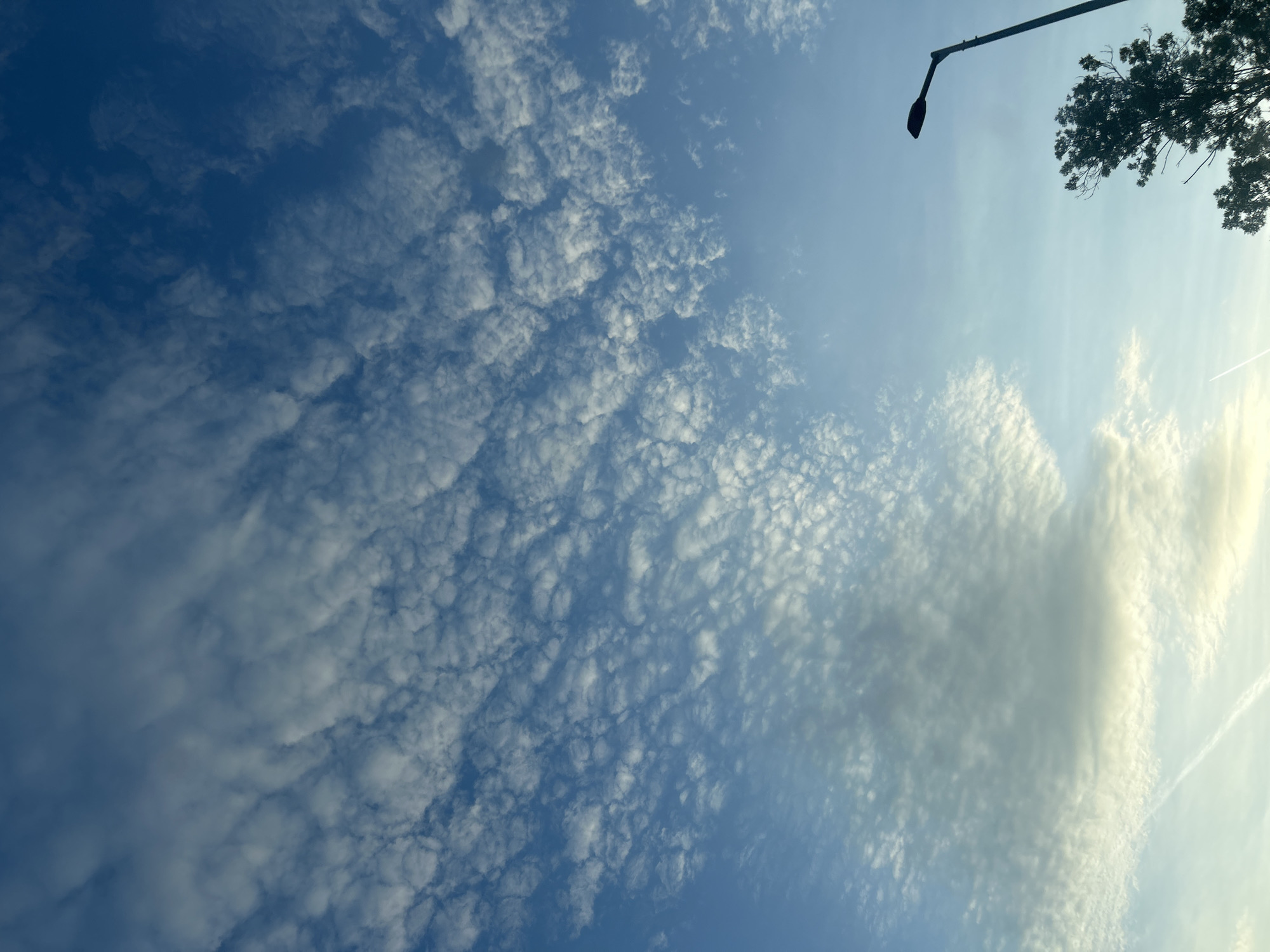 The image depicts a view of the sky in an urban environment, likely during the daytime, although the exact location in the city of Unknown, Unknown is not discernible. The sky is predominantly blue with a scattered pattern of small, puffy clouds across the majority of the frame. A street lamp is visible in the upper right corner, along with some branches and leaves from a tree. A thin contrail from an airplane stretches across the sky in the lower right area. The scene appears calm and serene, focusing on the natural elements of the sky and clouds.