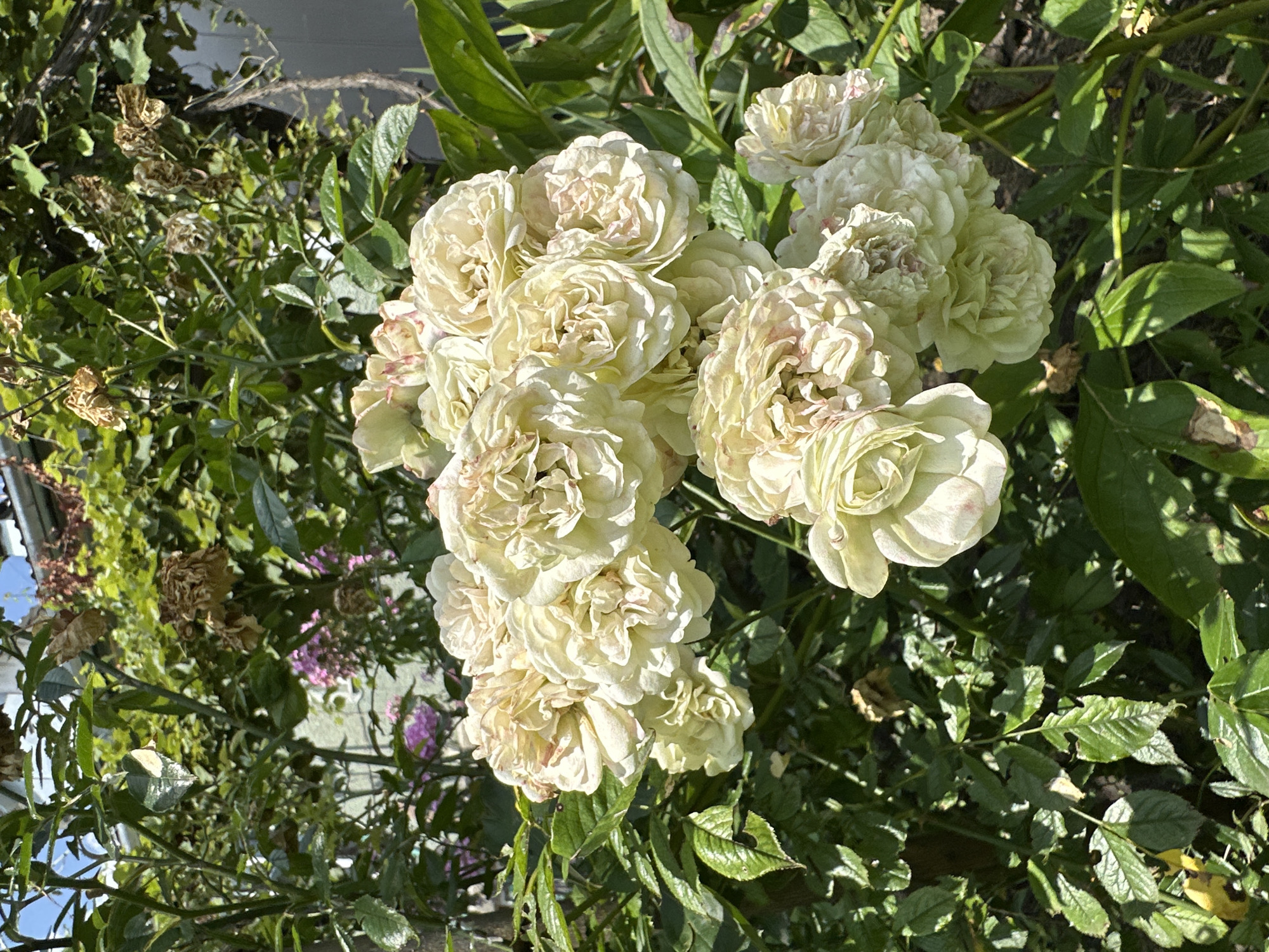 A close-up, eye-level shot captures a cluster of pale yellow roses in bloom, their petals tightly furled and tinged with a faint blush of pink. The roses are lush and abundant, with many blooms clustered together, creating a soft, voluminous effect. Surrounding the roses is a dense thicket of green leaves, some of which show signs of wilting or browning, indicating the passage of time. In the background, hints of other vegetation, including pink flowers and dry, brown foliage, add depth and texture to the scene. The lighting suggests it is daytime, with sunlight dappling through the leaves, creating highlights and shadows. The overall impression is one of natural beauty, with the roses serving as the focal point against a backdrop of varied greenery. The scene is located in Yessentuki, Russia.