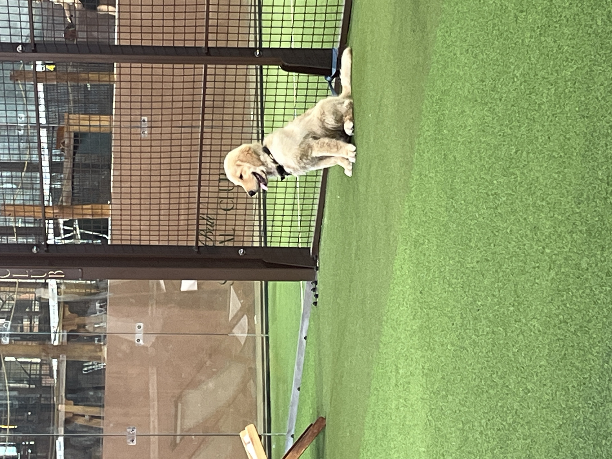 A light-colored puppy with a black collar is sitting on an artificial green surface. The puppy is near a dark metal cage. The surrounding environment consists of various structures, including what appears to be a building interior with glass and metal elements. The location is North Kuta, Indonesia.