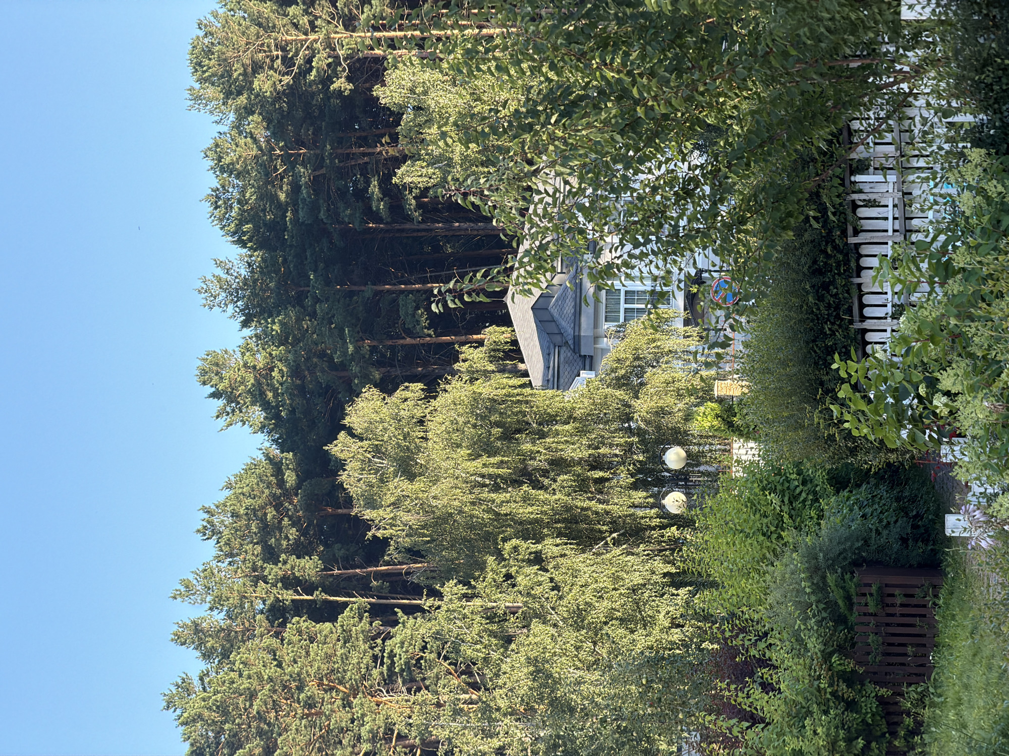 This is a daytime, eye-level, outdoor, vertical photograph of a residential property nestled at the edge of a dense pine forest, under a clear blue sky. The property features a modern, light-colored house with a dark roof, partially obscured by lush green foliage, including mature trees and dense bushes. In the foreground, a wooden fence and a white picket fence delineate the garden area, which is filled with various plants and greenery. Two spherical outdoor light fixtures are visible near the house, amidst the trees. The scene suggests a peaceful, suburban or semi-rural environment, possibly located in the city of Krasnoyarsk, Russia, given the prominent pine forest which is characteristic of the region. There are no people or animals visible in the frame.
