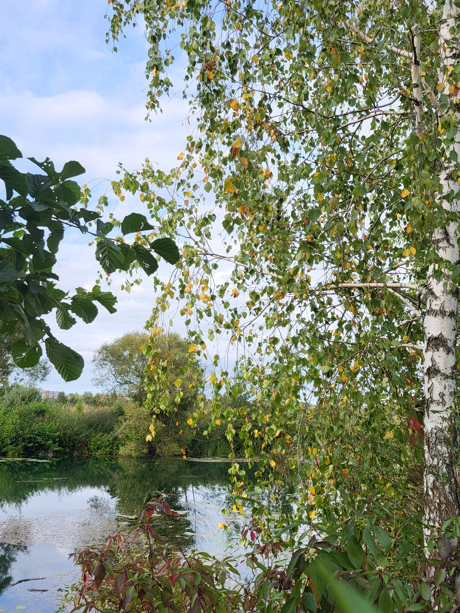 The image depicts a serene natural scene in Kalnciems, Latvia, featuring a tranquil body of water reflecting the surrounding vegetation and a partly cloudy sky. In the foreground, a prominent birch tree stands on the right, its white, papery bark textured with dark markings. Its branches are laden with green leaves, interspersed with a few turning yellow, suggesting the arrival of autumn. To the left, a dark green leafy branch extends into the frame, partially obscuring the view of the water.
The water's surface is calm, with lily pads scattered across it and the dense green foliage of the opposite bank mirrored perfectly. This bank is characterized by a variety of trees and shrubs, creating a lush, verdant backdrop. The sky above is a soft blue, decorated with scattered white clouds. The overall impression is one of peaceful, natural beauty, characteristic of the Latvian landscape. There are no people or man-made structures clearly visible in this particular shot, emphasizing the untouched, natural environment. The composition highlights the interplay of light and shadow on the foliage and water, creating a sense of depth and realism.