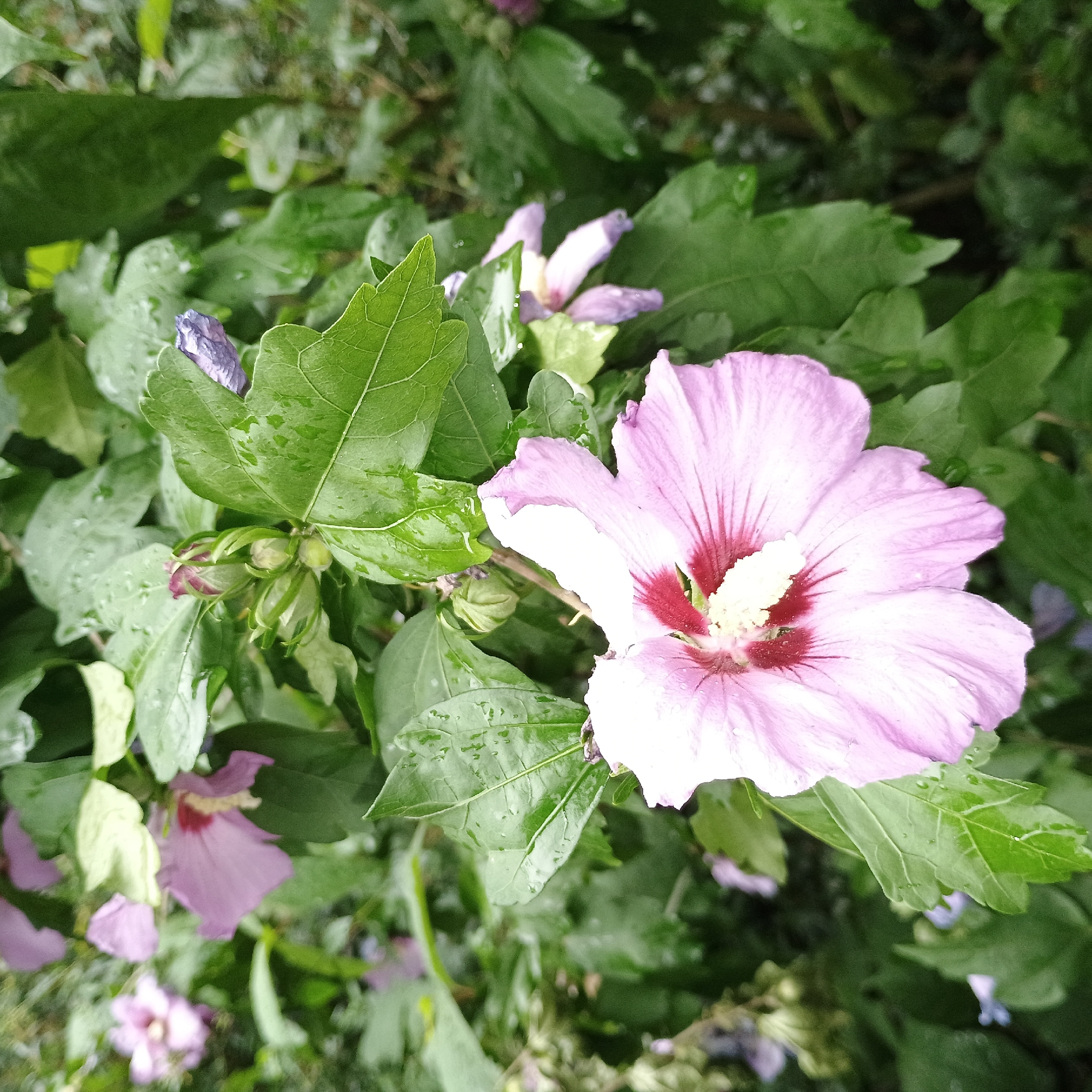 This is a close-up, outdoor, ground-level shot of a flowering shrub, likely in a garden in Iserlohn, Germany. The shrub is covered in large green leaves, many of which have water droplets on them, suggesting recent rain. The main subject is a large, pale pink hibiscus flower in full bloom, with a deep red center. The flower's petals are delicate and slightly ruffled. Several unopened buds and some wilted or partially opened flowers in similar pale pink and purple hues are visible in the background, along with more green foliage. The overall impression is of a lush, naturalistic plant display.
