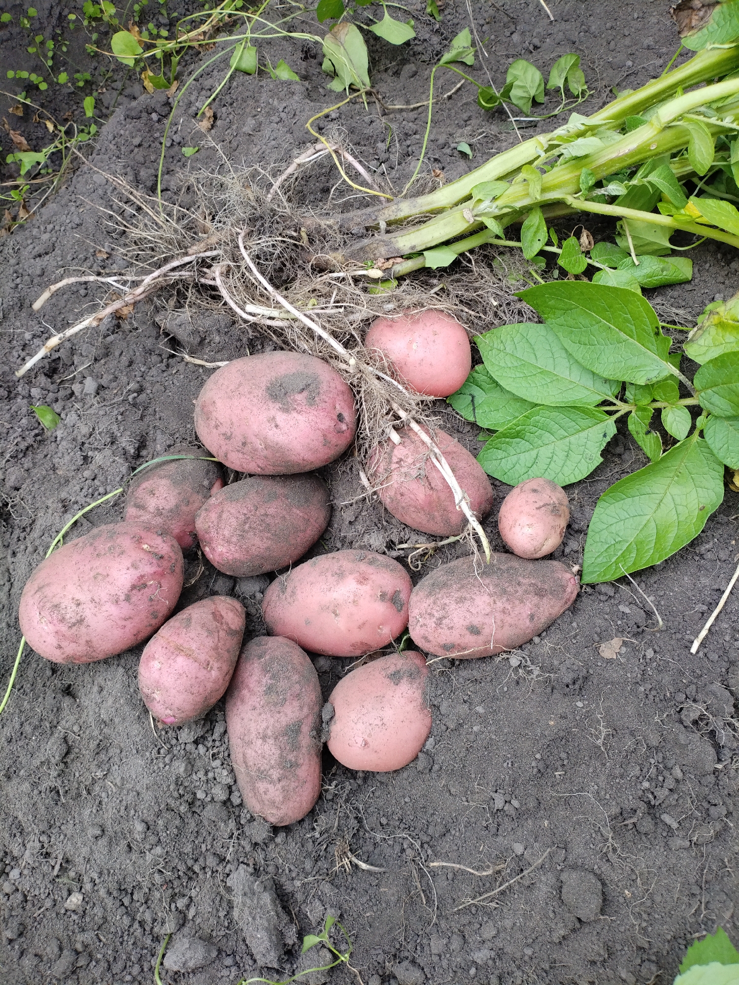 A close-up, overhead view shows a collection of freshly harvested red potatoes scattered on dark soil, with some potato plants and roots still attached. The potatoes vary in size and shape, with some bearing specks of dirt. Green potato leaves and stems are visible on the right side of the frame, along with a tangle of thin, light-colored roots in the upper left. The scene appears to be in a garden or field.