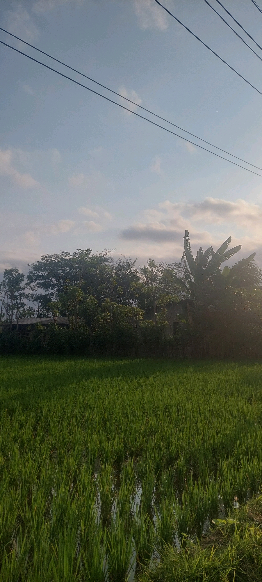 This image depicts a rural landscape in Sumbersuko, Indonesia, featuring a lush green rice paddy in the foreground. The rice plants are tall and vibrant, growing in flooded fields that reflect the sky. Behind the paddy, a dense line of trees and vegetation forms a natural barrier, with a glimpse of a rustic structure partially obscured by the foliage. A tall banana tree stands out among the greenery, its distinctive leaves fanned out. In the upper portion of the image, a clear sky is visible, intersected by several parallel power lines, indicative of the area's infrastructure. The overall scene suggests a tranquil agricultural setting bathed in the soft light of either early morning or late afternoon.