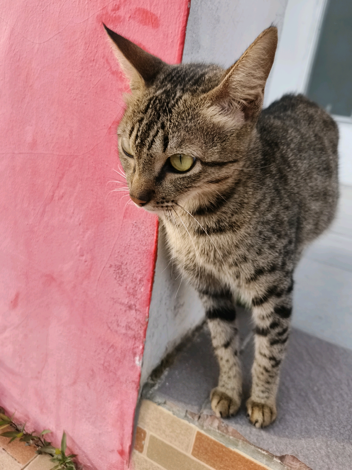 A tabby cat with green eyes stands on a tiled surface next to a bright pink wall. The cat is looking to the left, away from the camera. The background is out of focus and appears to be a building with gray and white elements. Small green plants grow at the base of the pink wall. The scene is likely outdoors, possibly in a residential area.