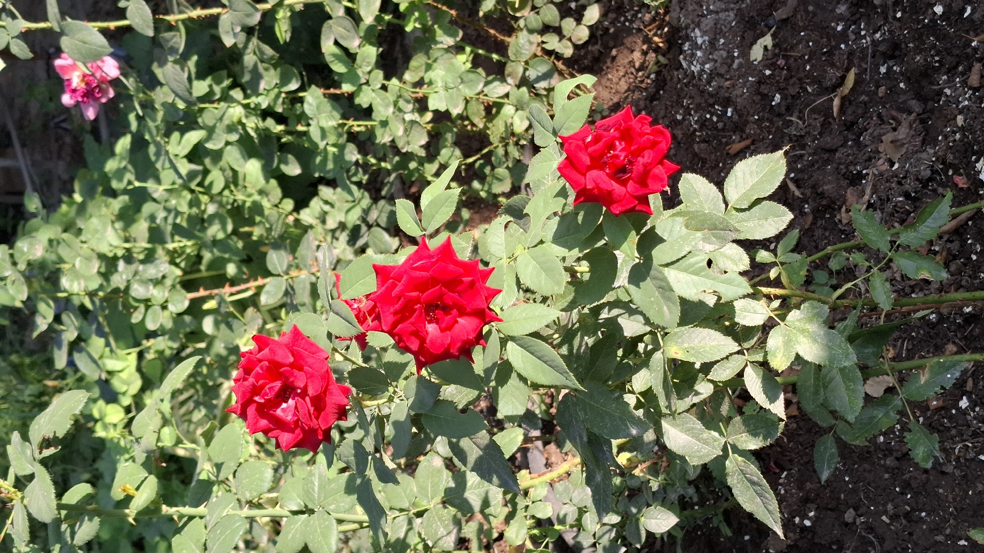In Шұбарсу, Kazakhstan, a cluster of vibrant red roses is captured in close-up. Three fully bloomed red roses are prominent in the foreground, with their velvety petals unfurling. The roses are set against a backdrop of lush green foliage, characteristic of a garden or park setting. The soil beneath the rose bushes is dark and appears to be recently watered or moist. The sunlight casts shadows through the leaves, highlighting the texture of the petals and foliage. In the upper right corner of the image, a smaller, partially visible pink rose adds a subtle contrast to the dominant red blooms. The overall scene suggests a well-maintained garden during daylight hours.