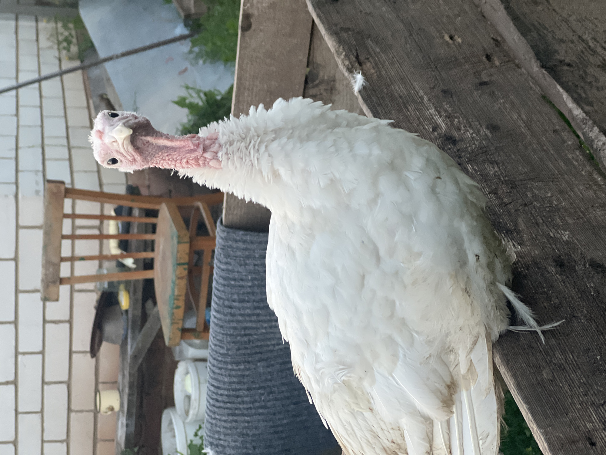 A white turkey stands on a wooden surface outdoors. The turkey is facing left and looking towards the viewer with its head tilted slightly. It has a pink, wrinkled neck and face with black eyes and a pale beak. Its white feathers are fluffy and appear somewhat ruffled. The wooden surface it stands on is weathered and has visible grain. In the background, a light-colored brick wall is visible on the left, with a wooden chair and some greenery. On the right side of the image, more wooden structures and some gray cylindrical objects are present. The scene appears to be in a rural or backyard setting. The lighting suggests it is daytime. No text is visible in the image.