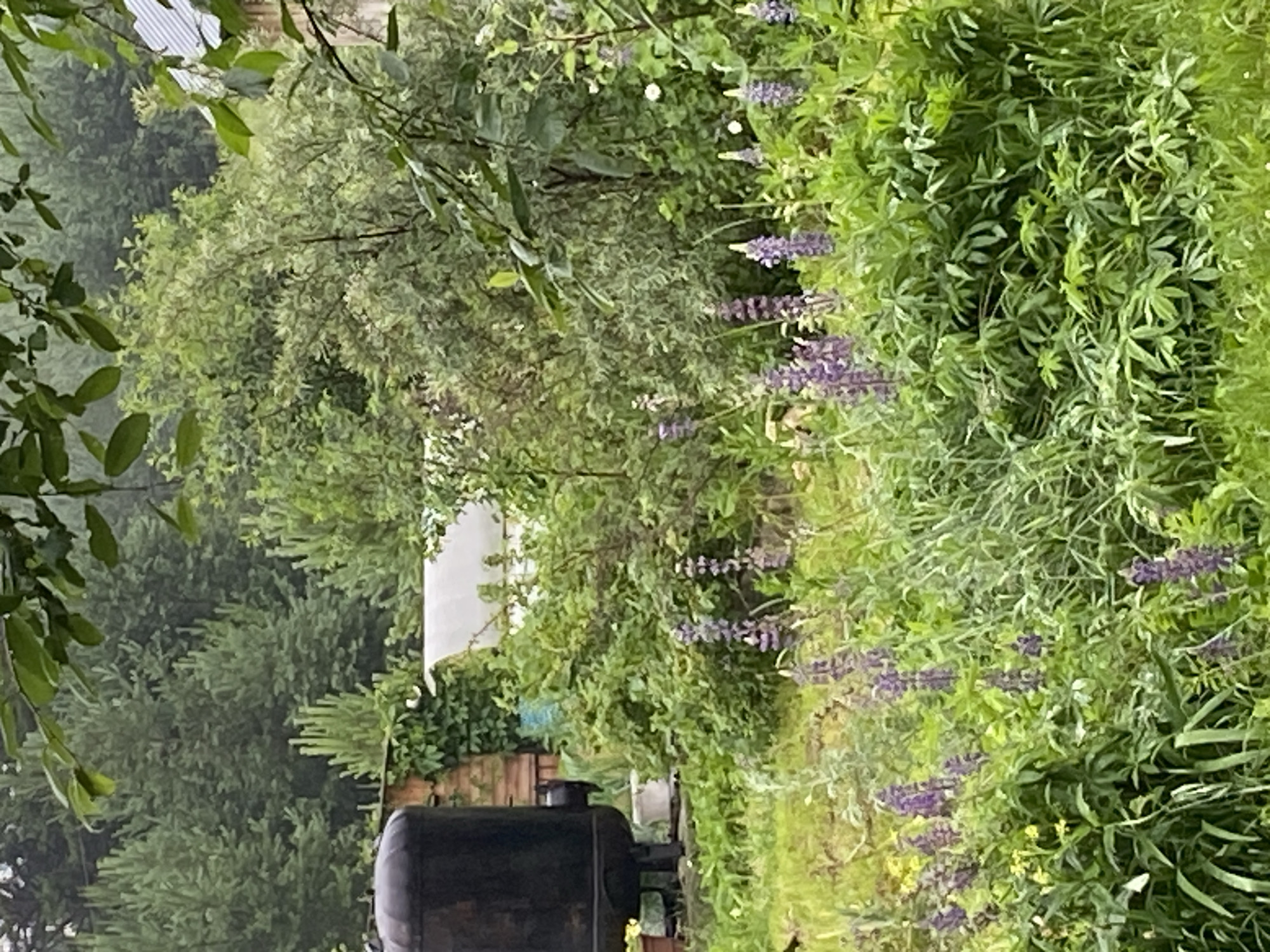 A serene, overcast day scene unfolds in a garden area within the city of Beryozovaya Roscha, Russia. The foreground is dominated by lush green foliage, interspersed with clusters of tall, purple lupine flowers in bloom. These flowers stand out against the softer greens and muted tones of the rest of the vegetation.
In the mid-ground, a large, dark, cylindrical object, possibly a water tank or boiler, sits to the left, next to a rustic wooden structure. Behind these, a white, semi-transparent structure, likely a greenhouse or cold frame, is partially visible. The background consists of dense, varied trees, creating a natural, green backdrop. The overall impression is one of a well-tended, naturalistic garden, possibly part of a private property or community gardening space, with a sense of peaceful seclusion.