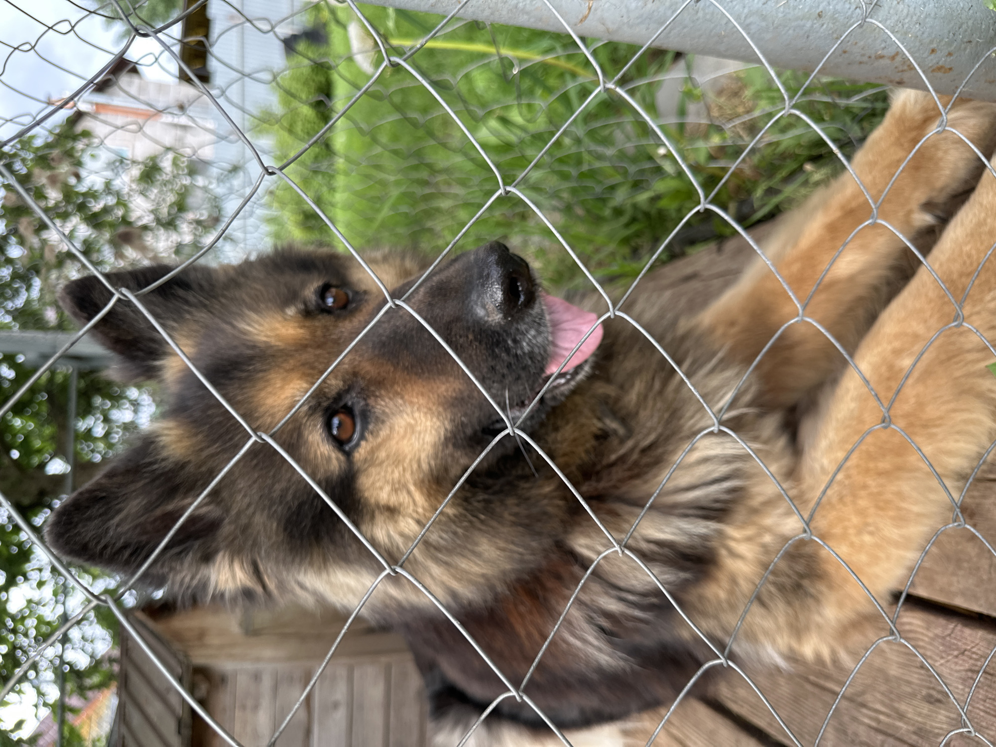 An eye-level, rotated shot shows a dog peeking through a wire fence in what appears to be an outdoor enclosure or yard in Chaikovsky, Russia. The image is oriented with the ground and background elements appearing on the right and top, respectively, and the dog's head on the left and bottom.
The primary subject is a medium to large-sized dog, possibly a German Shepherd mix, with prominent brown, tan, and black fur. Its head is in sharp focus, especially its dark brown eyes, wet black nose, and an extended pink tongue. The dog is positioned behind a tightly woven, metallic wire fence, which creates a crisscross pattern across the entire frame and is in focus in the foreground, partially obscuring the dog's face and body. Only the dog's head and front paws/legs are clearly visible; the rest of its body is either out of frame or blurred.
The dog appears to be lying down or resting on a light brown wooden surface, possibly a deck or the floor of a kennel, which is visible in the lower right portion of the image. Its front paws, covered in tan fur, are visible on this surface.
In the blurred background, green foliage, possibly grass and trees, can be seen, indicating an outdoor setting. Distant, indistinct structures, likely buildings, are also visible through the greenery. The lighting suggests an overcast or bright day, with no harsh shadows. The dog's expression, with its tongue out and eyes looking towards the viewer, conveys curiosity or playfulness. There is no visible text in the image.