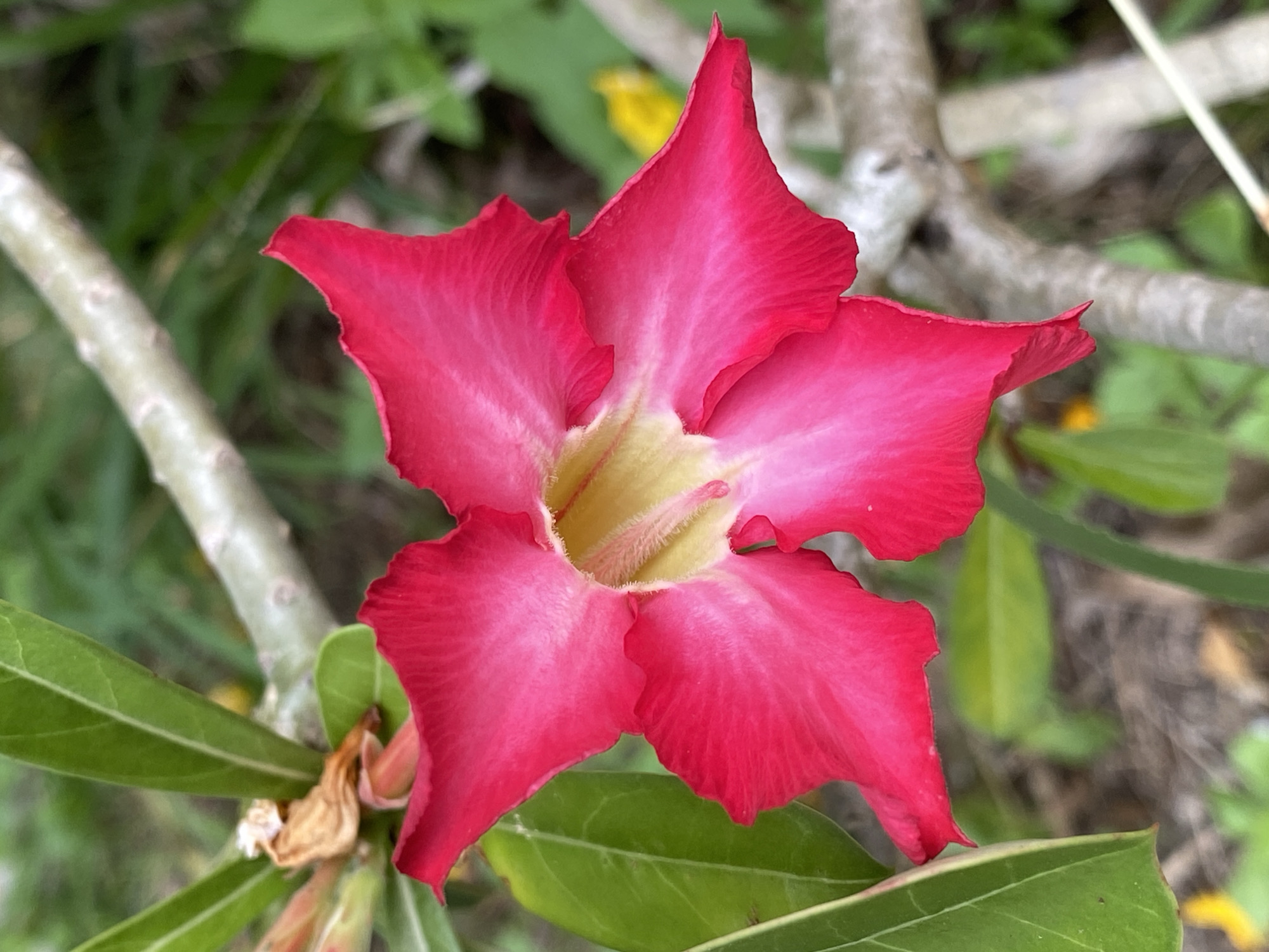 A close-up, high-angle, medium shot features a vibrant pink desert rose flower in full bloom, its five petals unfurling outwards. The center of the flower displays a pale yellow throat, with fine, light-colored stamens visible. The flower's petals are a rich, saturated pink, with lighter shades appearing towards the center, and the edges exhibit a slightly ruffled texture.
To the left of the flower, a cluster of lush green leaves is visible, some of which are in focus, while others are softly blurred. Behind the flower, a thick, greyish-brown branch of the desert rose plant traverses the frame horizontally. In the background, a soft bokeh of green foliage suggests an outdoor environment, possibly a garden or natural setting. A few out-of-focus yellow shapes might indicate other flowers or elements in the distance. The overall impression is one of natural beauty and vibrant color.
This image was taken in Baan Mae Nam, Thailand. The scene is static, with no people or discernible actions. The environment appears to be natural and overgrown, suggesting a humid, tropical climate. The lighting is natural, likely from an overcast sky or diffused sunlight, as there are no harsh shadows.