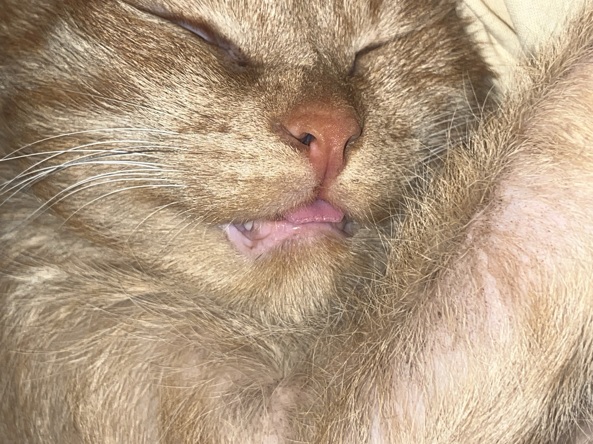 The image shows a close-up of an orange tabby cat sleeping. The cat's eyes are closed, and its tongue is slightly sticking out. The cat's whiskers are visible. The background is blurry and out of focus. There is no evidence to suggest that the image was taken in the city of Chaikovsky, Russia.