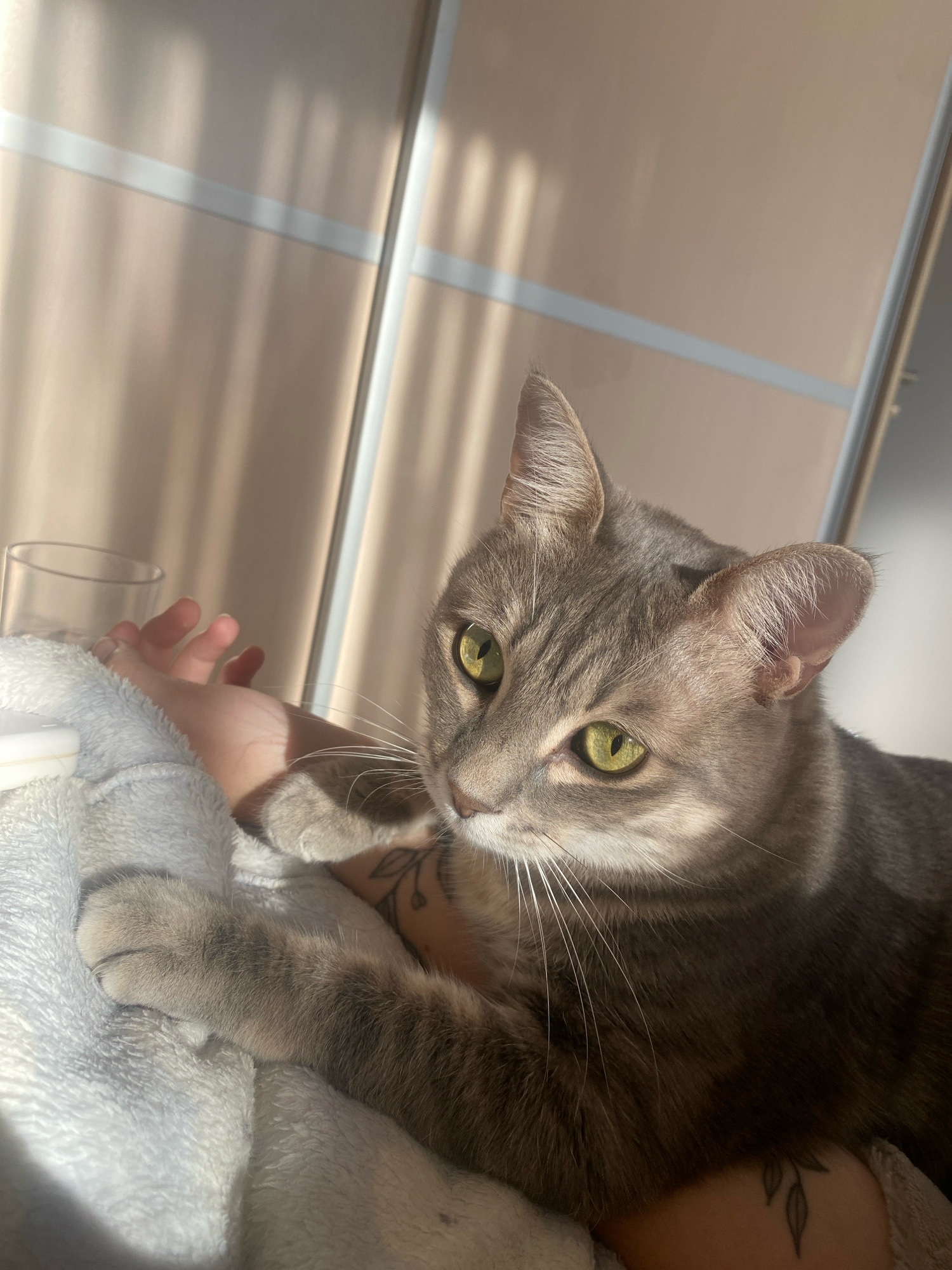 A tabby cat with green eyes rests on a soft blanket, its paw gently touching a human hand. The cat is positioned in the foreground, with its head turned slightly to the right, looking off-camera. Behind the cat, a blurred background shows a wall with horizontal lines and shadows cast by light coming from a window or blinds. A glass is visible to the left of the cat, partially obscured by the blanket. There are subtle tattoos visible on the human skin. The overall impression is one of a peaceful, indoor domestic scene, likely in an apartment. Without further information, the specific location in Budva, Montenegro, cannot be determined from the visual content alone.