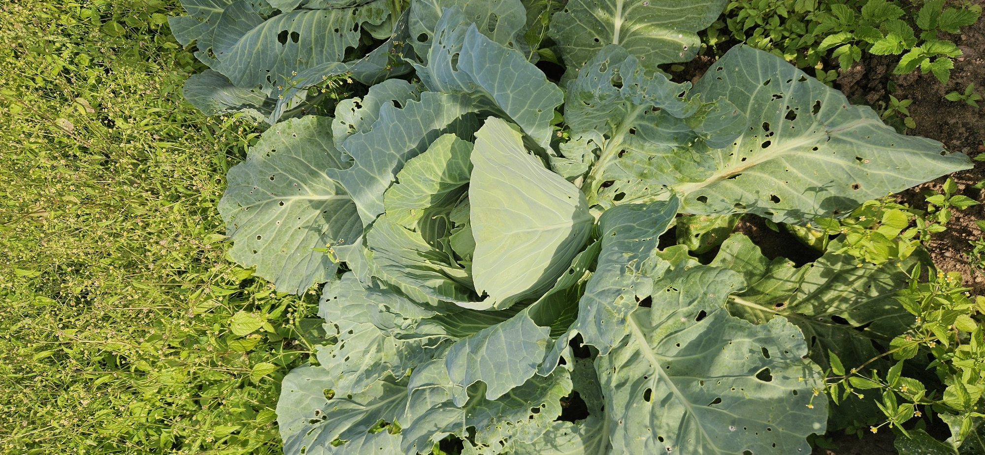 A close-up, overhead view captures a head of pale green cabbage, its broad leaves slightly tattered with small holes, set against a backdrop of lush, green foliage and soil. The cabbage is positioned centrally in the frame, with its tightly packed head a lighter shade than the outer, more weathered leaves. The surrounding vegetation is a mix of taller grasses and smaller, leafy plants dotted with tiny yellow and white flowers. The ground beneath the plants is visible in places, appearing as dark soil. The lighting suggests it is daytime, with sunlight illuminating the scene. The image does not contain any people or indications of human activity beyond the cultivation of the cabbage. The context provided of Мазалаўскі сельскі Савет, Belarus, places this scene in a rural, agricultural setting.