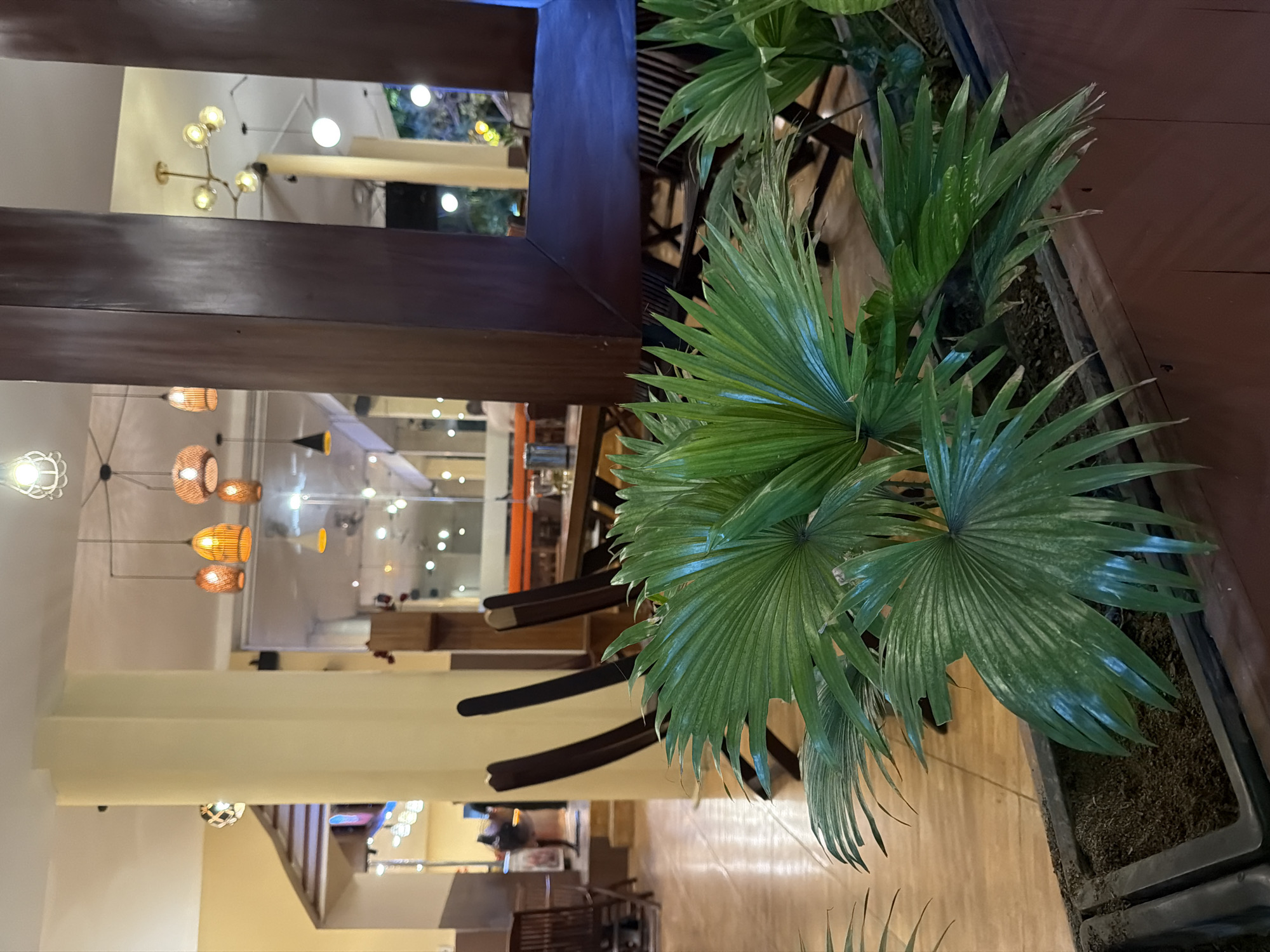 The image shows an indoor seating area of a restaurant. In the foreground, a planter box contains large, fan-shaped green plants. Behind the plants, several wooden chairs are visible, some of which are angled towards a wooden table. In the background, through a glass partition, another section of the restaurant is visible, with more tables, chairs, and lighting fixtures. The lighting in the restaurant is warm and ambient, with several decorative lamps hanging from the ceiling. The overall atmosphere suggests a cozy and inviting dining environment. The scene appears to be in Nha Trang, Vietnam, as indicated by the restaurant's interior design and ambiance.