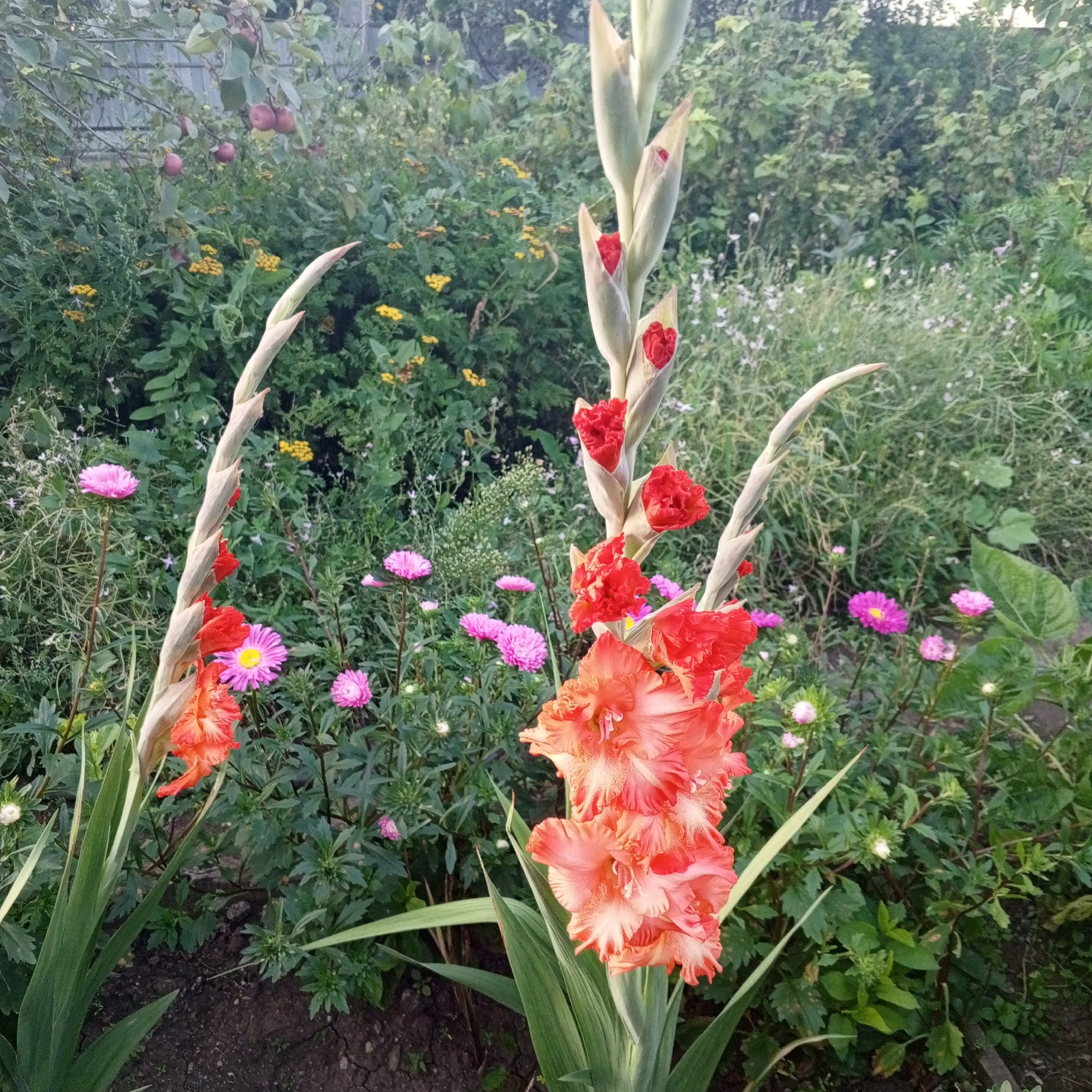 This is a close-up, eye-level, outdoor shot of a garden. The foreground is dominated by two tall gladiolus plants with large, ruffled petals in shades of coral and salmon, some still in bud form and vibrant red. To the left, a slender, pale green gladiolus stalk rises. The background is a lush mix of green foliage, with clusters of small pink and yellow wildflowers and asters interspersed throughout. In the upper left portion of the image, a branch from an apple tree with several red apples is visible. The ground appears to be dark soil. The lighting suggests it is daytime, possibly late afternoon, with soft shadows. The scene is static with no people or animals present. The overall impression is of a well-tended home garden in Sayanogorsk, Russia, likely during late summer or early autumn.