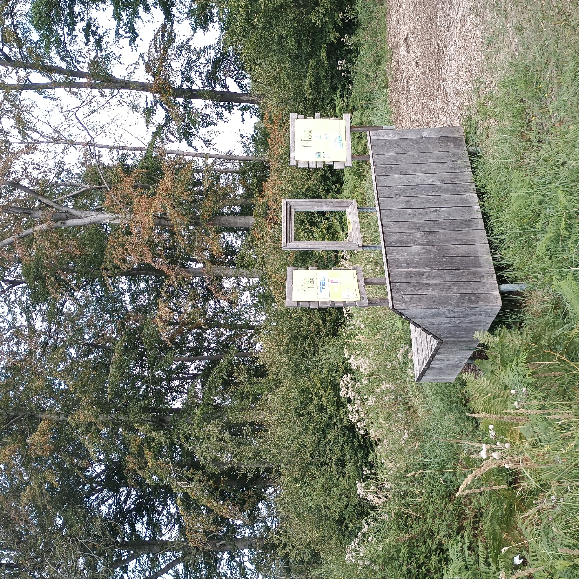 The image depicts an outdoor scene in a wooded area, likely a park or nature reserve, with a wooden bench and informational signs. The bench is constructed of weathered wooden planks and has a slightly curved shape, positioned on metal supports. To the left of the bench, there are two vertical wooden posts supporting a yellow informational sign with text and illustrations, and to the right of that sign, a wooden frame is mounted on a similar post. Behind the bench, dense foliage and trees form a natural backdrop, with some trees showing autumnal colors. The ground in front of the bench is covered with grass and scattered white wildflowers, and to the right, there is an area of wood chips. The overall setting suggests a place for rest and information within a natural environment. The context of Möhnesee, Germany, is mentioned, implying this scene is located in that region. No people are present in the image.