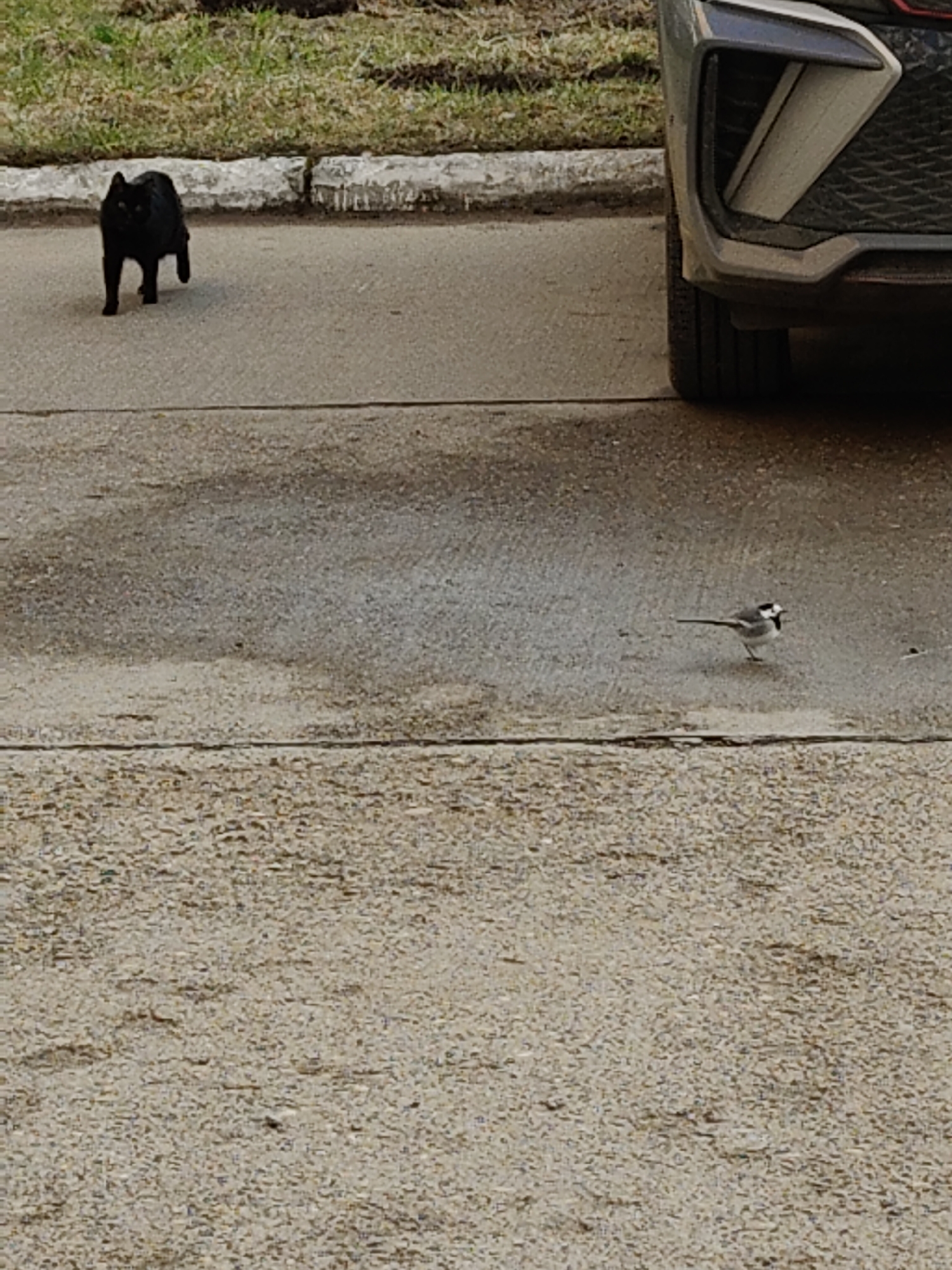 An outdoor scene depicts a black cat and a small bird on a paved surface, with a car partially visible on the right. The black cat, with its back to the viewer, walks towards the left on the upper portion of the grey pavement. Further down and to the right, a small bird with a long tail, possibly a wagtail, stands on the pavement, facing generally towards the cat but with its head turned slightly to its right.
In the upper right corner, the front bumper and wheel of a grey or dark-colored car are visible. The pavement beneath the car and the bird appears slightly damp in areas, suggesting recent rain or moisture. A concrete curb separates the paved area from a strip of patchy green and brown grass and dirt in the background. The lighting is soft and diffused, indicating an overcast day or early morning/late afternoon. There is no visible text in the image. The setting appears to be an urban or suburban street or parking area.