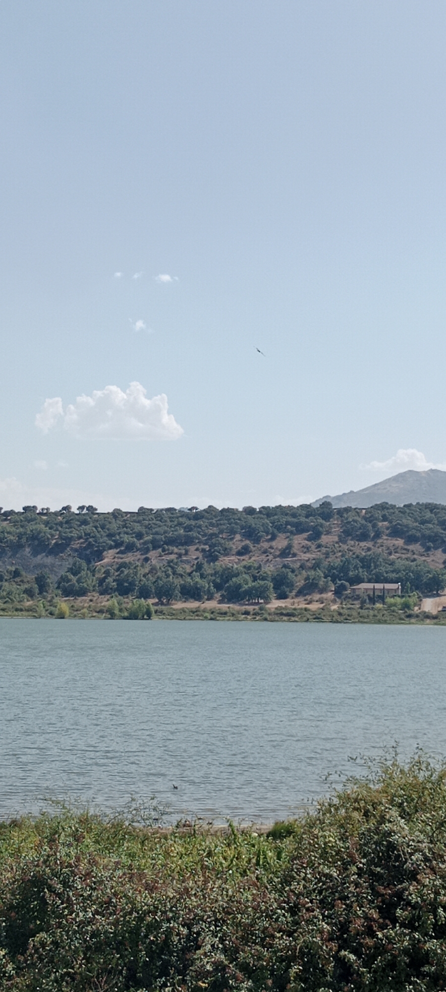 The image depicts a serene natural landscape, likely the El Atazar reservoir in or near Guadalix de la Sierra, Spain. The scene is dominated by a wide expanse of calm, pale blue-green water in the foreground, reflecting the sky. Along the far shore, a densely wooded hillside rises, covered in various types of trees and shrubs, with a few clearings and a road winding through it. On the upper part of the hill, a few scattered trees are visible, and in the distance, a mountain peak can be seen. The sky is a pale blue with a few wispy white clouds and a small bird of prey soaring in the upper right quadrant. The lower edge of the image shows the dense foliage of bushes and low-lying vegetation. There are no people visible in the image.