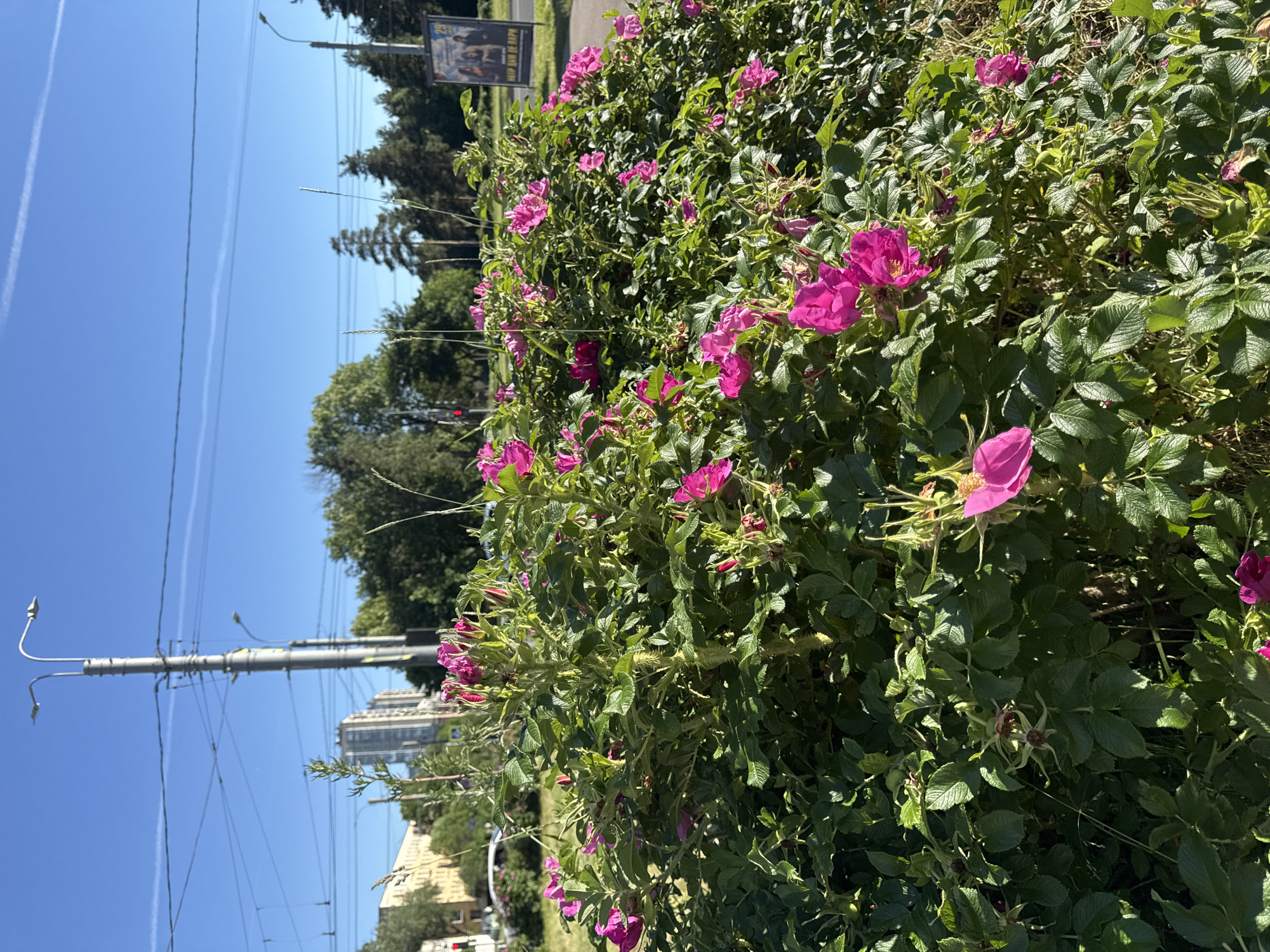 In Saint Petersburg, Russia, a vibrant bush of pink roses stands prominently in the foreground, its blossoms basking in sunlight. Behind the floral display, a clear blue sky stretches above, punctuated by a tall street lamp and the intricate network of tram wires that crisscross the urban landscape. In the distance, several tall buildings rise, their modern architecture contrasting with the natural beauty of the blooming roses. A billboard on the right side of the frame displays a poster with three figures, adding a touch of human presence to the scene. The overall impression is one of a peaceful urban setting, where nature and city life coexist harmoniously under a bright summer sky.