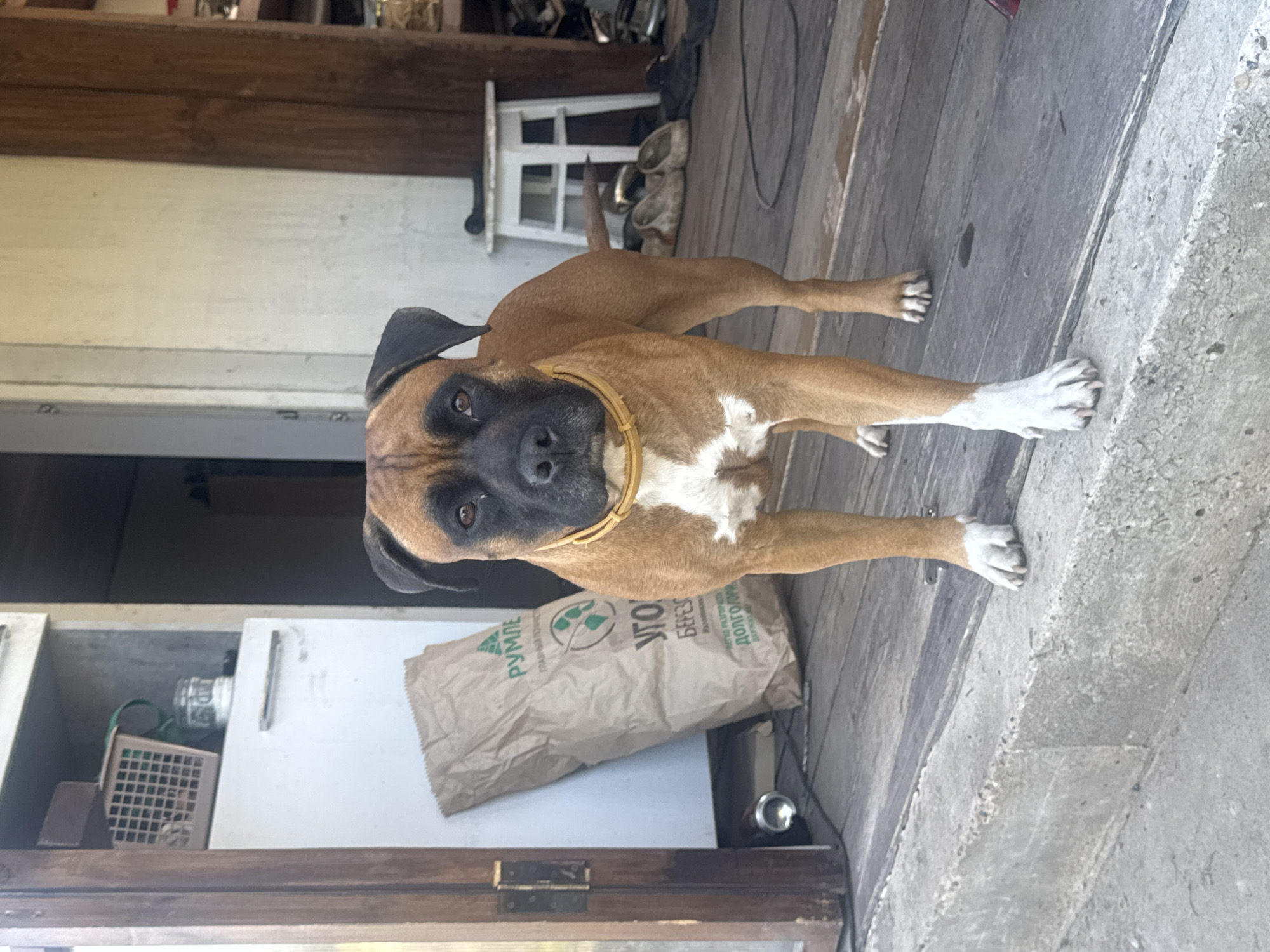 A brown boxer dog with a black face and a tan collar stands on a weathered wooden deck, its paws with white markings extending towards the right edge of the frame. Behind the dog is a white counter or shelf with a brown paper bag resting on it. The bag has green leaf symbols and Cyrillic text. To the left of the bag is a cabinet with its door open, revealing a white container, a brown crate, and other items inside. The background consists of a partially visible white stool, more of the wooden deck, and parts of a white wall. The location is in the city of Chaikovsky, Russia based on the writing on the bag.