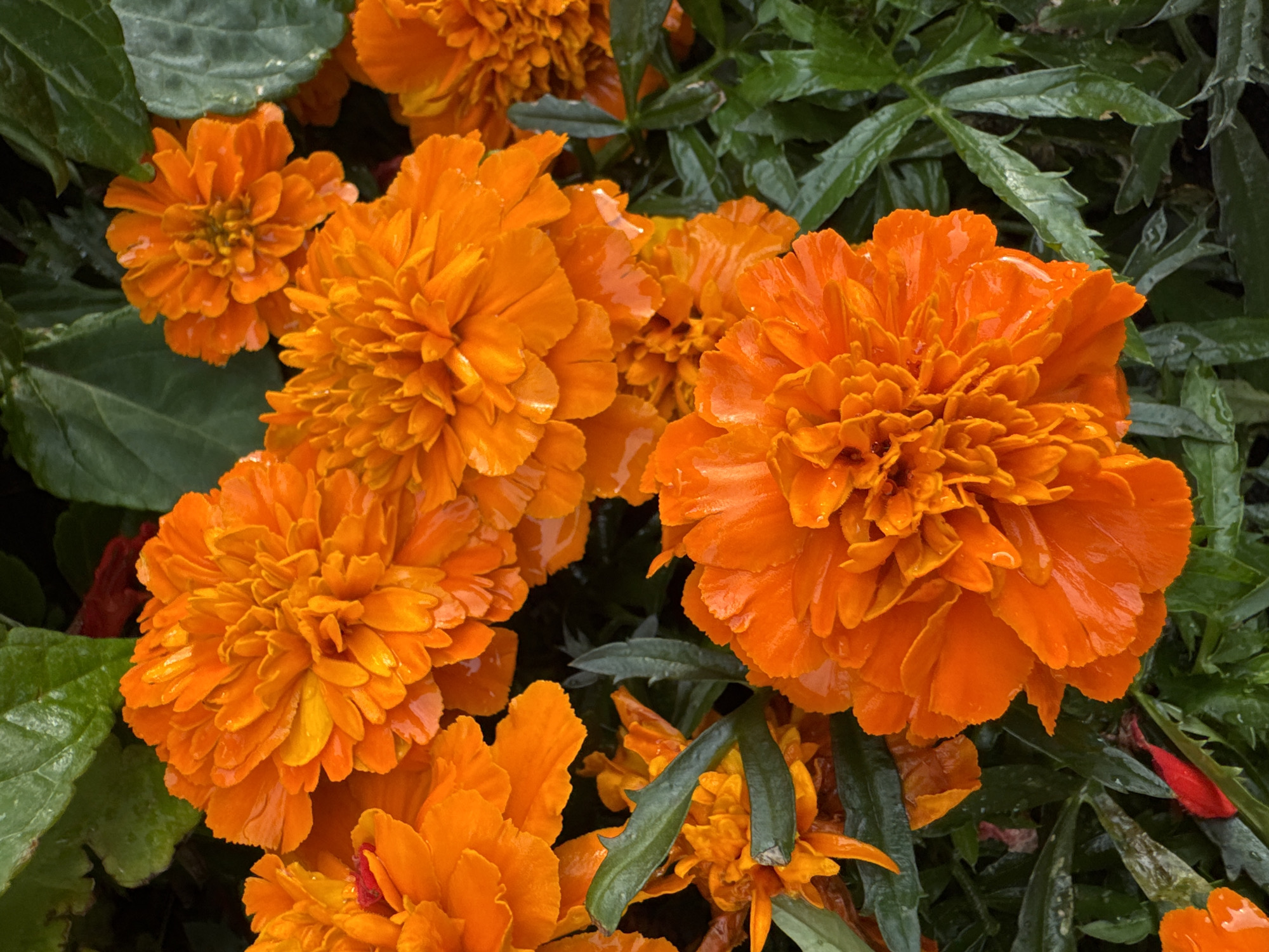This media file is a close-up, overhead shot of several vibrant orange marigolds in bloom. The flowers are densely packed with ruffled petals and some appear to have water droplets on them, suggesting recent rain or dew. The background consists of dark green foliage, also appearing damp, and hints of red petals are visible amongst the marigolds. The lighting is somewhat diffused, indicating it could be overcast or early morning/late afternoon. There is no visible text or human activity. The scene is a natural setting, likely a garden, in Sinyavino, Russia.