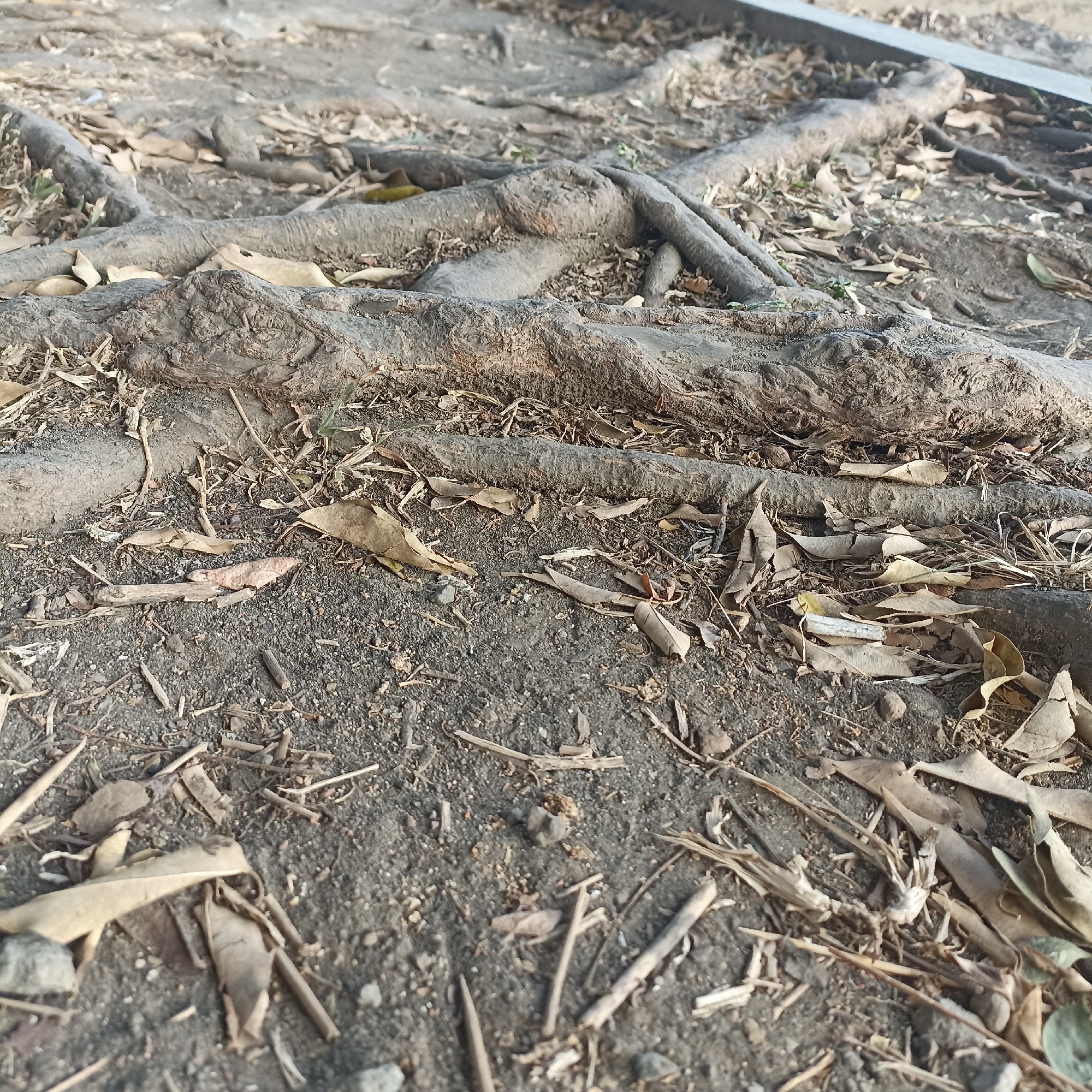The image shows exposed tree roots on the ground, likely from a large tree. The roots are thick and gnarled, some appearing to have broken off from the main trunk. The ground is covered with dark soil, dry leaves, and small twigs, indicating an outdoor environment, possibly a park or garden. There is a gray, rectangular object visible in the upper right corner, which could be a curb or a planter box edge. The scene is viewed from a low angle, emphasizing the texture and prominence of the roots. No people or animals are present. The image is likely from a location in Magelang, Indonesia, given the context provided.
