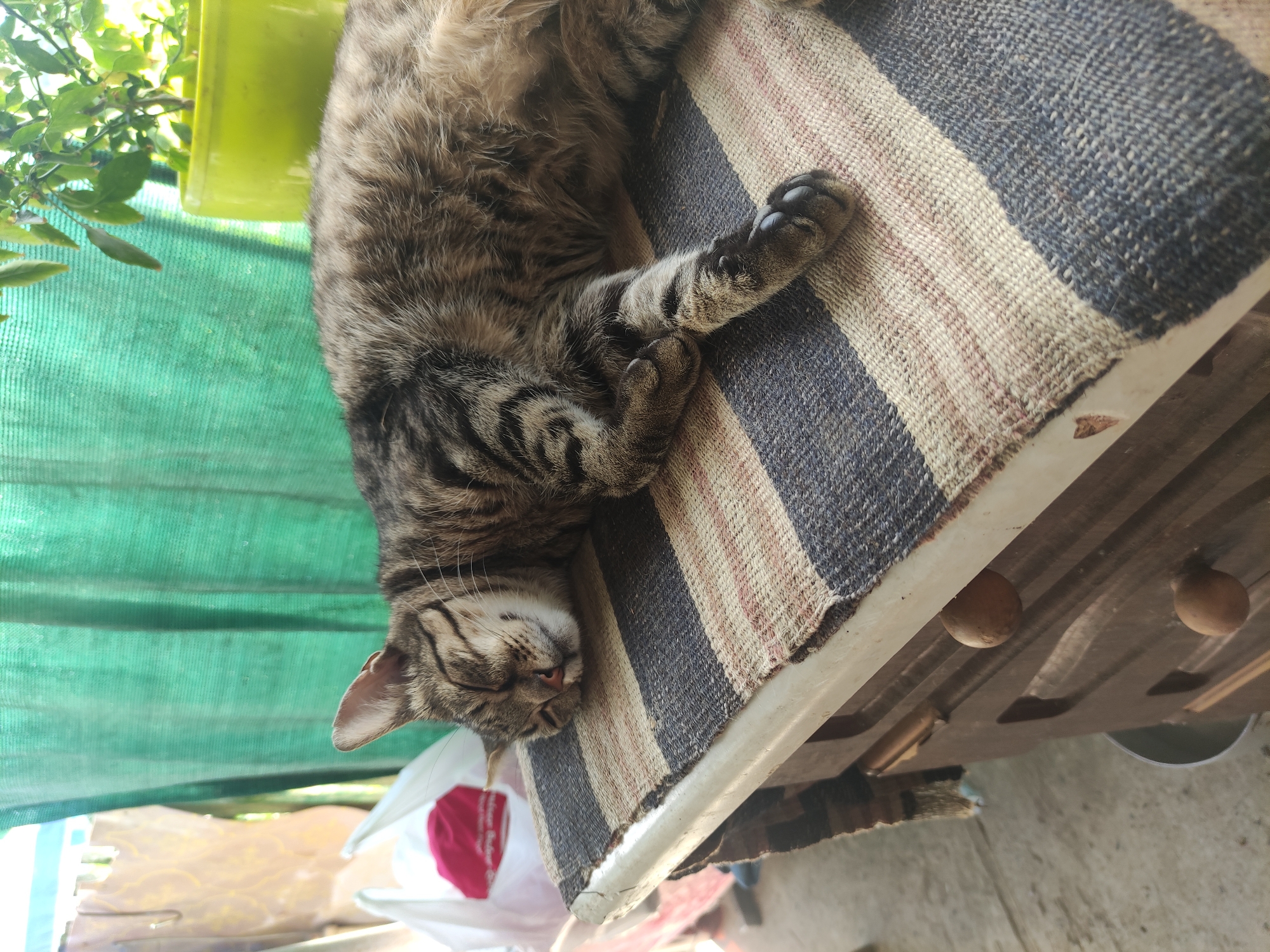 A tabby cat is sleeping on a striped rug that is draped over a wooden dresser. The dresser has two wooden knobs visible. Behind the dresser, a green mesh screen is draped, and behind that, a potted plant with green leaves is visible in a lime green pot. To the left of the dresser, a white plastic bag with a red circle on it is present. The cat is lying on its side, with its eyes closed and its paws tucked in. The scene appears to be outdoors. There are no people visible in the image. The location is not specified within the image or the context provided.