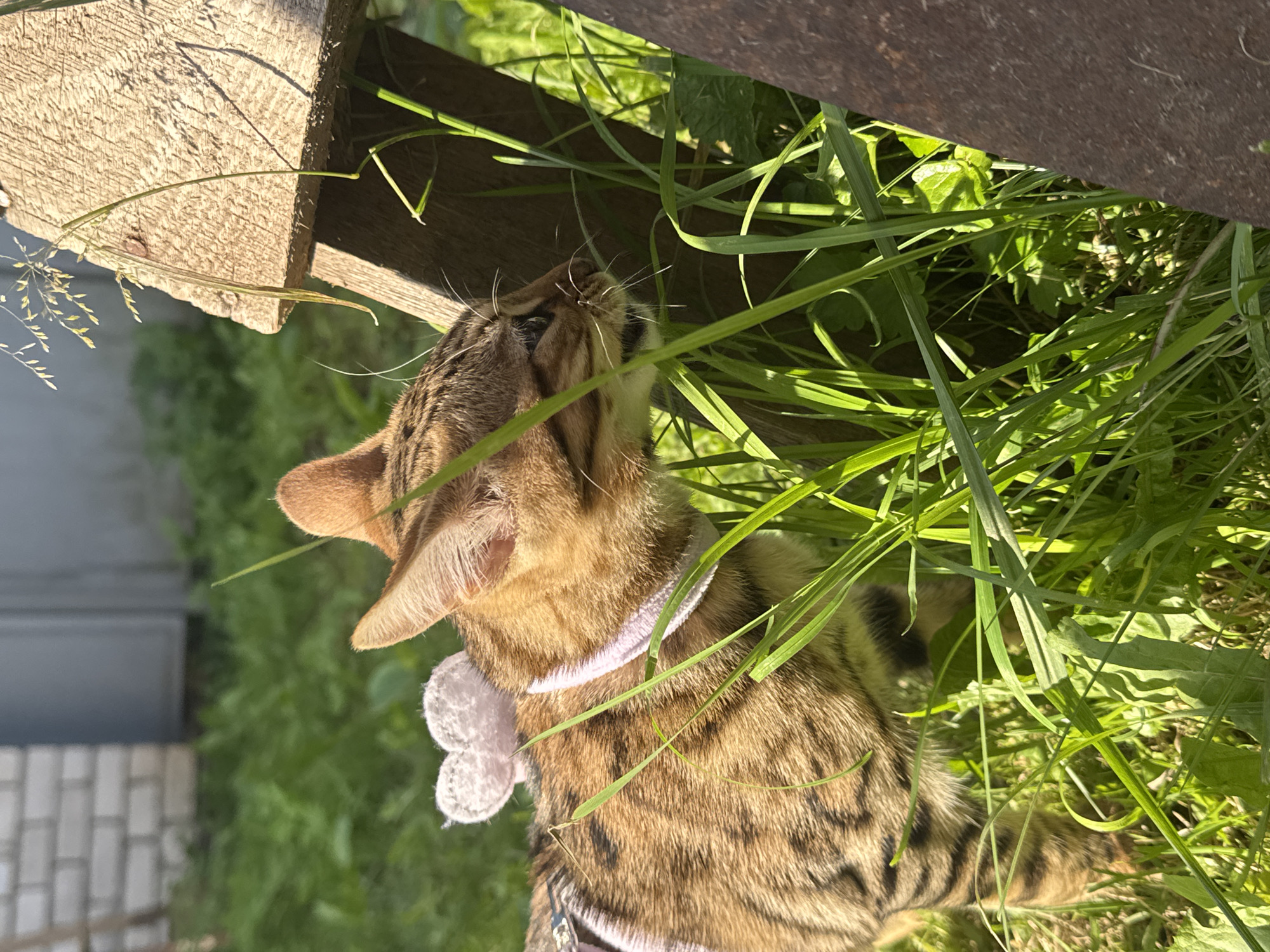 A short-haired domestic cat with tabby markings, wearing a pink collar with a white heart-shaped decoration on its back, is seen in a grassy outdoor environment. The cat is in profile, facing to the right, and appears to be sniffing at tall green grass. In the background, a rough wooden structure is visible, along with green foliage and a brick building. The scene is bathed in sunlight. The image was taken in Rzhev, Russia.