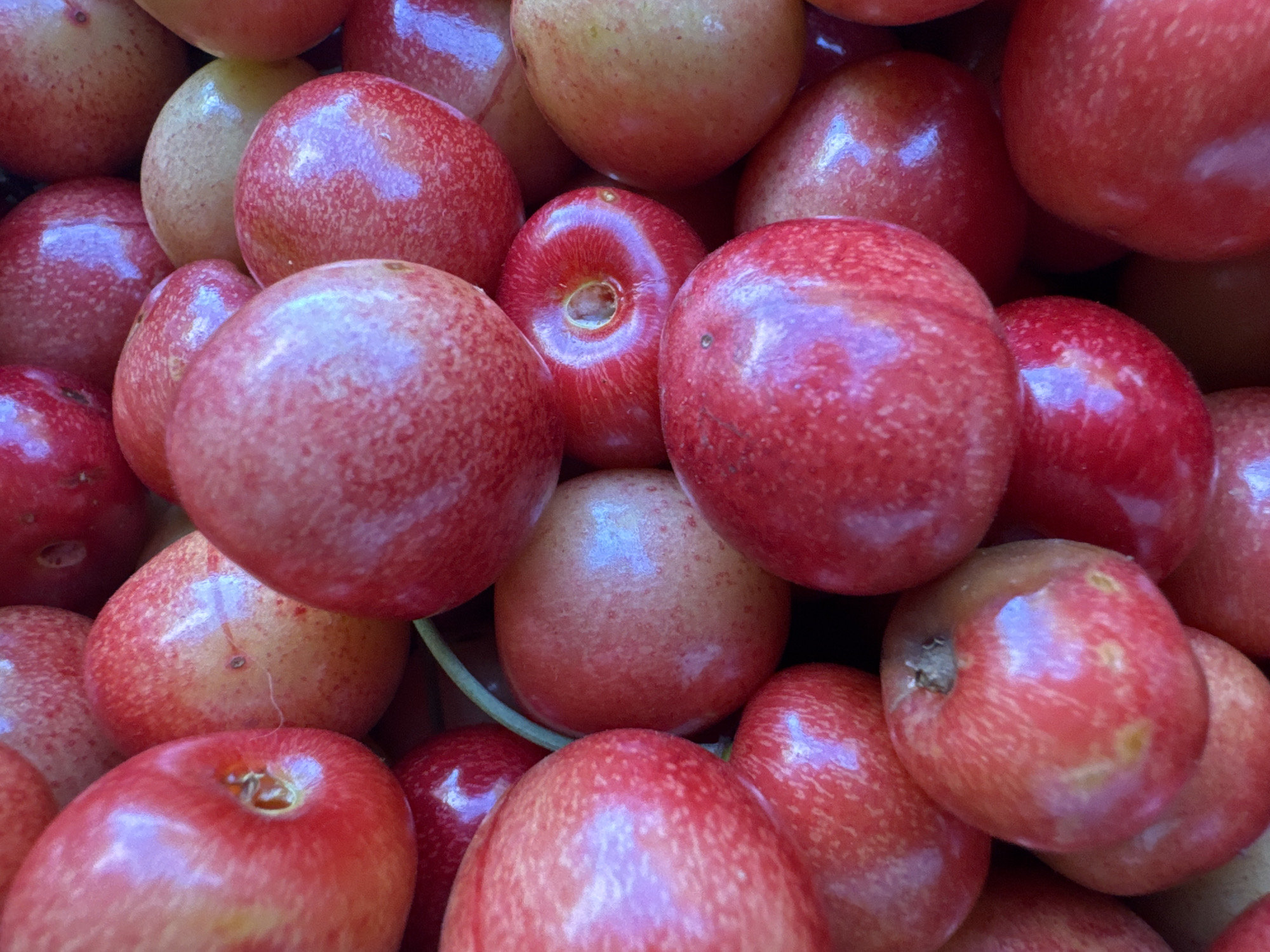 A close-up, overhead view captures a dense pile of ripe cherries. The cherries are predominantly a vibrant red, with some exhibiting a lighter blush of pink or yellow, indicating varying degrees of ripeness. Their surfaces are smooth and glossy, reflecting the ambient light. The arrangement is tight, with the round fruits nestled together, creating a textural mosaic of color and shape. Several cherries clearly display their stems, still attached, with one particularly prominent stem curving down from the center of the frame. The focus is sharp on the foreground cherries, with some slight blurring in the background, adding depth to the image. The lighting appears to be soft, possibly natural daylight, which highlights the natural sheen of the fruit without harsh shadows. There is no visible text in the image. The setting is undefined, but the subject matter suggests a context related to food, harvest, or a market. The overall impression is one of abundance and freshness.