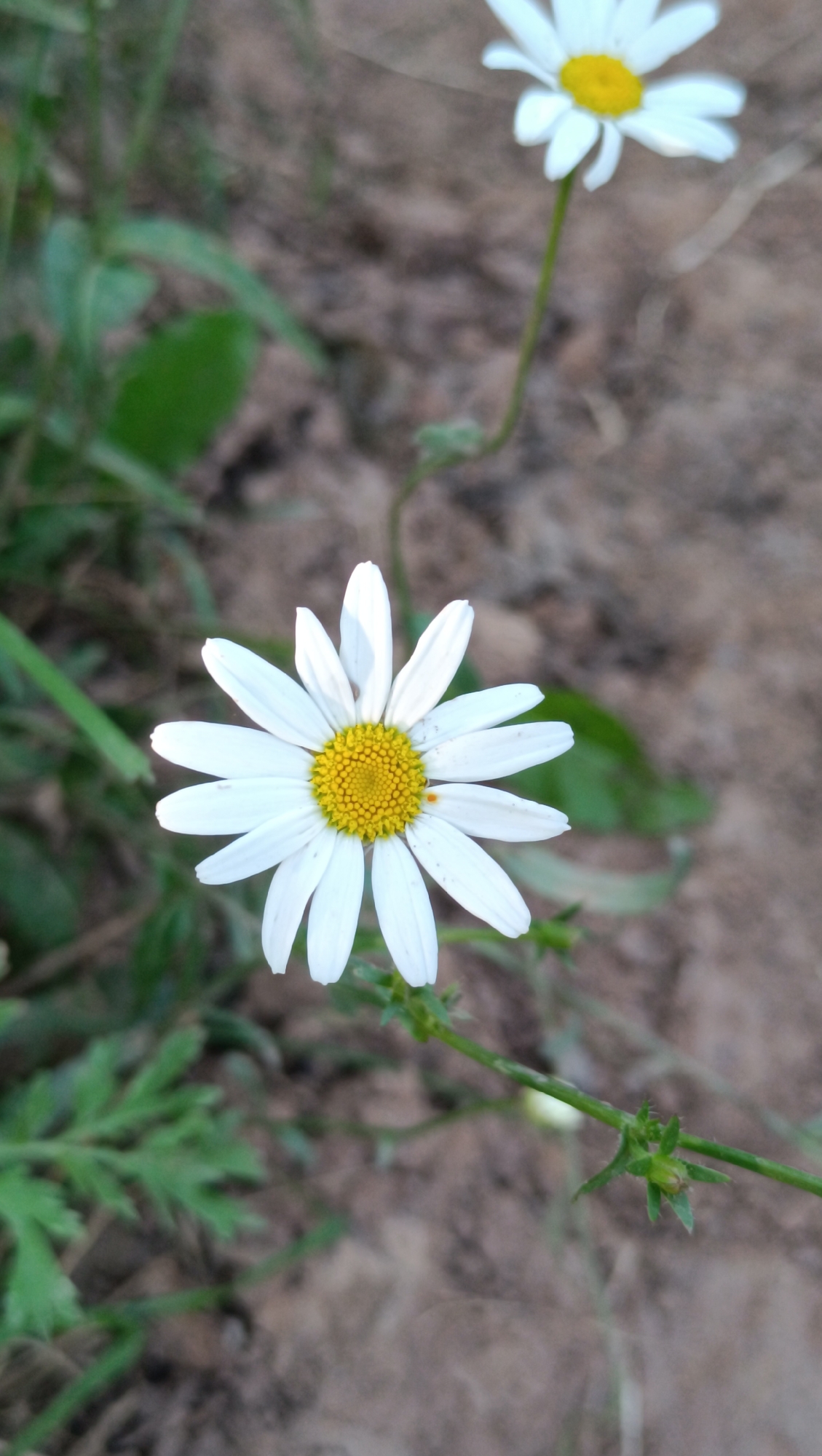 A close-up, eye-level shot focuses on a single white daisy with a yellow center. The daisy's petals are spread outwards, and the flower is positioned slightly to the left of the frame's center. To the left of the daisy, out-of-focus green leaves and stems are visible. The background is a blur of muted brown and gray, suggesting dry, earthy ground. A second, less distinct white daisy with a yellow center is visible in the upper right portion of the image, also out of focus. The scene appears to be outdoors, in a natural, uncultivated setting. The location is specified as the city of Karsha, Russia. There are no people or specific actions depicted.