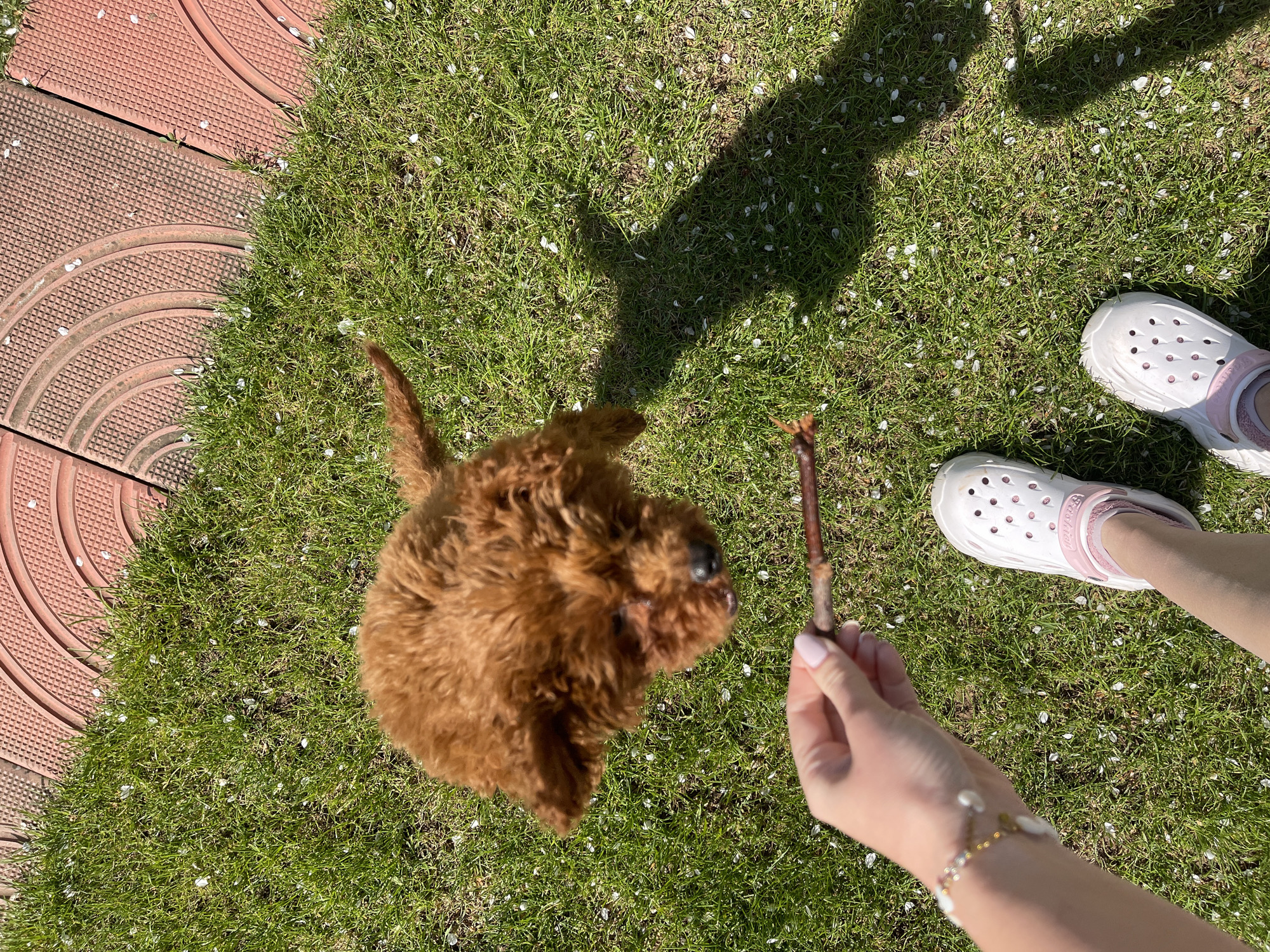 A medium overhead shot depicts a person, holding a small twig, interacting with a small brown poodle on a green lawn in Sofia, Bulgaria. The lawn has small white flower petals scattered throughout. The person is wearing white Crocs with pink trim and has a gold and pearl bracelet on their wrist. To the left of the dog and lawn is a section of interlocking red paving tiles. The shadows of the person and dog are visible on the lawn.