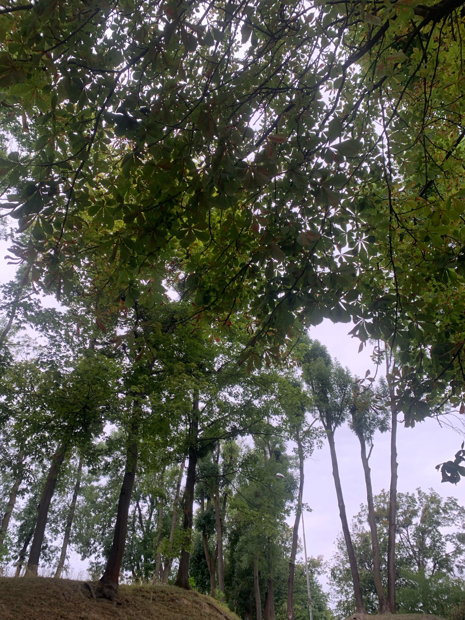 The image shows a dense canopy of green leaves from trees, obscuring much of the sky. The leaves appear to be from a deciduous tree, possibly a chestnut tree, as some show signs of browning at the edges. Below the canopy, the trunks of several tall, slender trees are visible, suggesting a park or wooded area. The ground in the foreground is covered with dry grass and some exposed tree roots, indicating a slight incline. The overall impression is of a natural, possibly overgrown setting within a city. Without further context or identifiable landmarks, pinpointing the specific location within Lviv, Ukraine, is not possible from the visual information alone. The image lacks any people, animals, or specific man-made structures that would aid in identification. The lighting suggests an overcast or early morning/late evening sky.