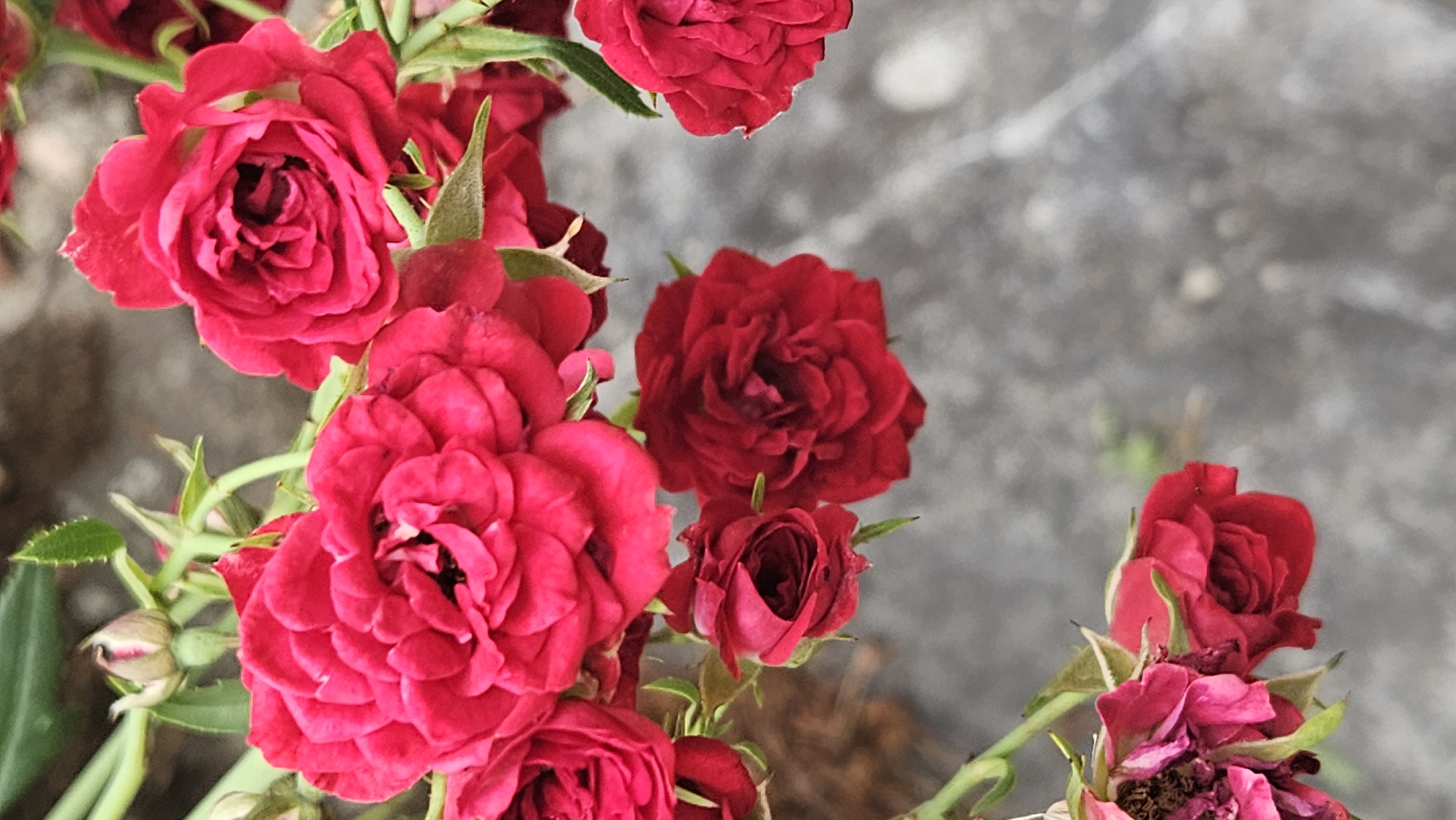 A cluster of vibrant red roses is the primary focus of this photograph, shot from a close-up perspective. The roses are in various stages of bloom, with some fully opened and others still budding. The petals are intricately layered, showcasing a rich, velvety texture. Green stems and leaves provide a natural contrast to the bold red of the flowers. The background is softly blurred, with a textured gray surface that appears to be a stone or concrete wall. This image was captured in Veľké Slemence, Slovakia.