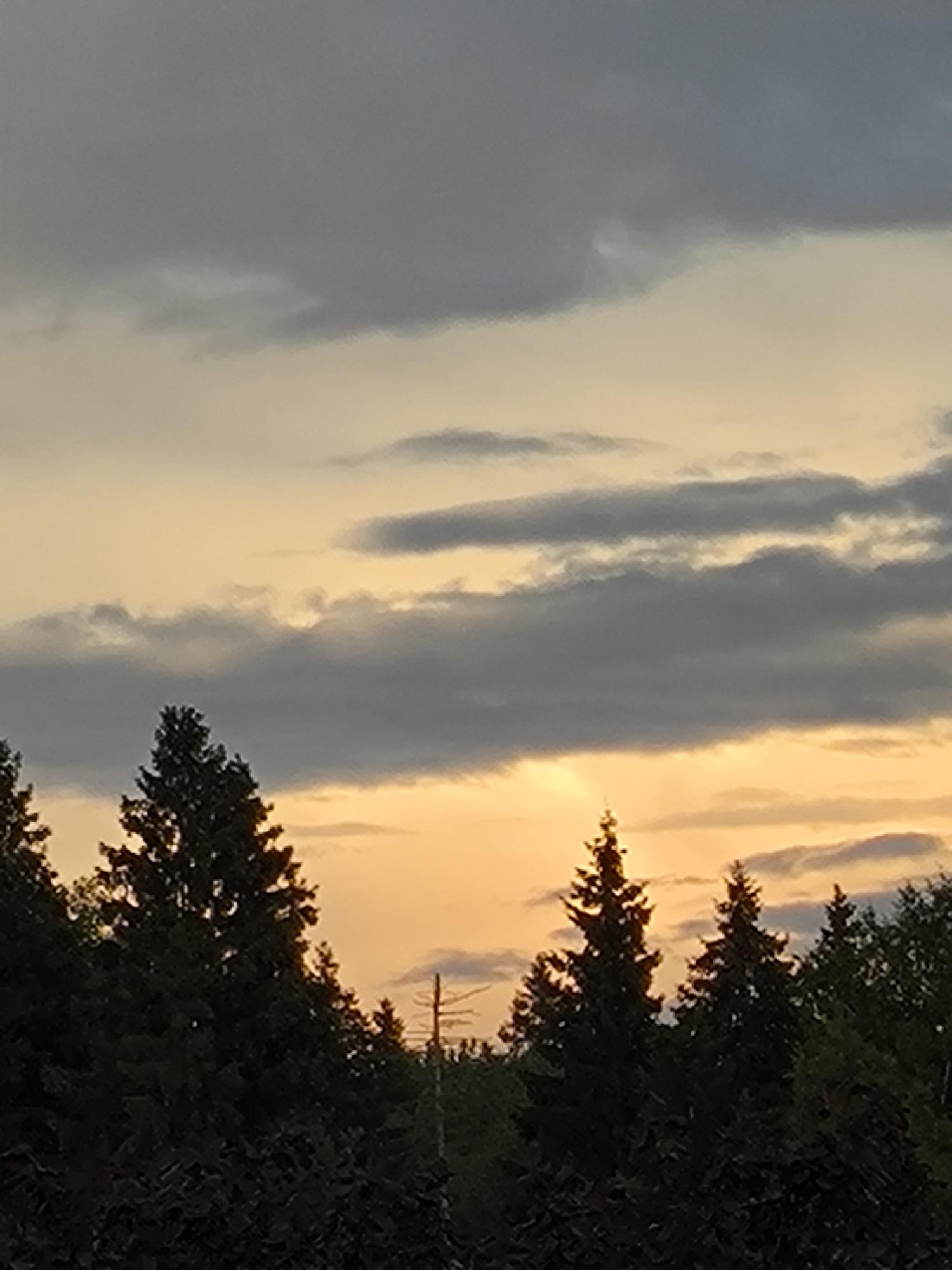 The image is a vertical, medium-shot photograph taken at dusk. The scene depicts a treeline in the foreground, silhouetted against a sky filled with clouds and a soft, golden sunset glow. The trees are a mix of coniferous and deciduous species, with dark green and purplish foliage. In the distance, a thin, light pole stands vertically, a stark contrast to the organic shapes of the trees. The sky is a gradient of colors, transitioning from a deep, dusky grey at the top to a warm orange and yellow closer to the horizon. Wispy, dark clouds are scattered across the sky, some appearing to be catching the last rays of sunlight, creating subtle highlights. The overall impression is one of a serene, natural landscape at the end of the day. The location is Unknown, Unknown.
