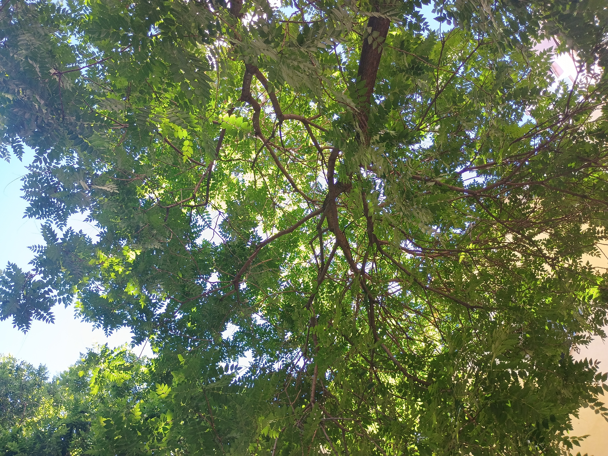 The image shows an upward view through the canopy of a tree with dense green foliage and brown branches. Gaps in the leaves reveal glimpses of a light blue sky. A building is partially visible in the upper-right corner of the frame. The location is Unknown, Unknown.