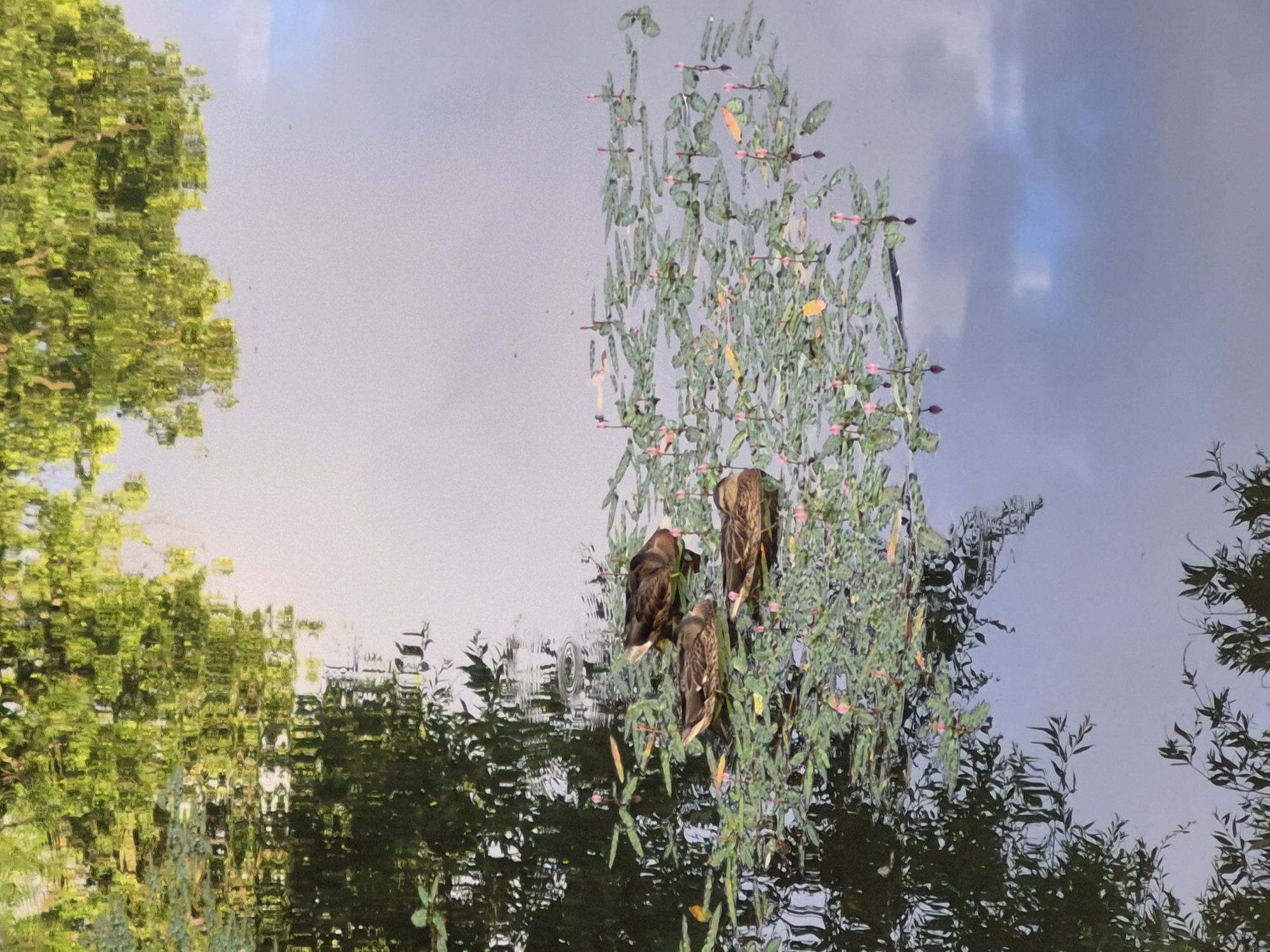 This is a vertical, reflection photograph taken in Saint Petersburg, Russia. The image captures the reflection of a plant with small pink flowers and green leaves, as well as the reflection of a lush green tree on the surface of the water. Three ducks are perched on the plant, their reflections also visible in the water. The sky is cloudy with patches of blue. The lighting suggests it is daytime. The overall mood is serene and natural. There is no visible text in the image.