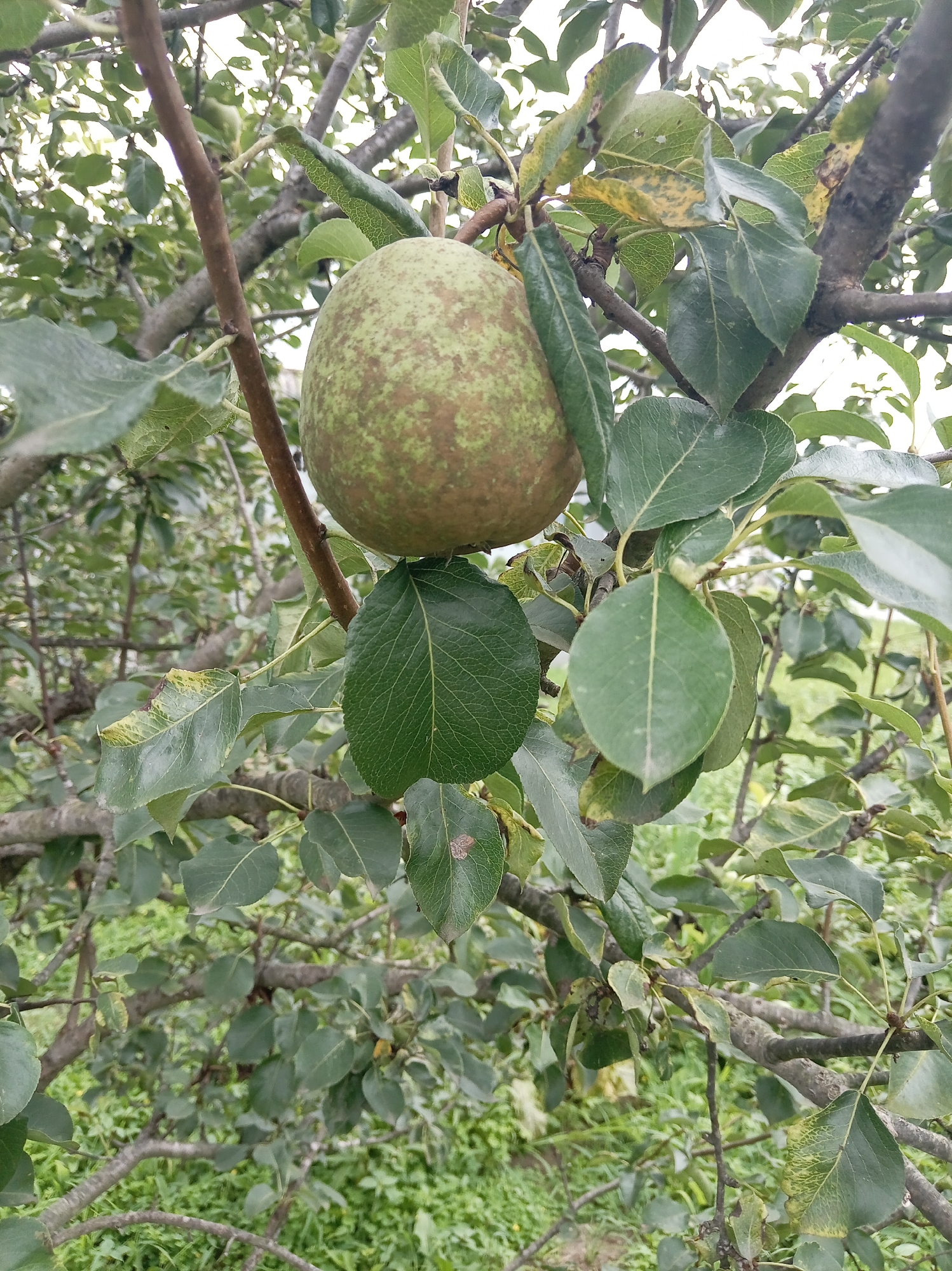 A single unripe pear, mottled green and brown, hangs from a branch of a pear tree. The pear is the central subject, surrounded by numerous green leaves, some showing signs of yellowing or spotting. The branches of the tree are gnarled and grey. The background is a blur of more green foliage and some ground cover, suggesting an outdoor, natural setting. The image was taken in Artyom, Russia, implying a temperate climate, likely late summer or early autumn given the state of the pear and leaves. There are no people or animals present in the scene.