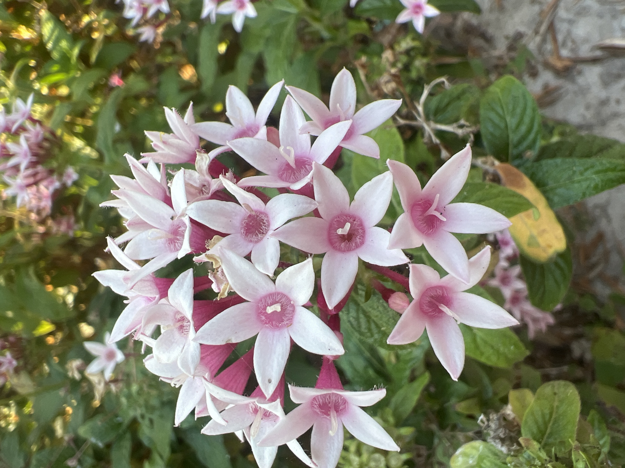 A cluster of delicate pink and white star-shaped flowers, likely Pentas lanceolata, are in full bloom against a backdrop of lush green foliage. The flowers exhibit a gradient of color, with pale pink petals fading to white at their tips, and a deeper pink center. Some of the flowers have prominent stamens. The background is a blur of green leaves and hints of golden sunlight, suggesting an outdoor setting. The overall impression is one of natural beauty and vibrant life. The location provided, Hof HaCarmel Regional Council, Israel, indicates this scene is found in a natural or cultivated garden within that region.