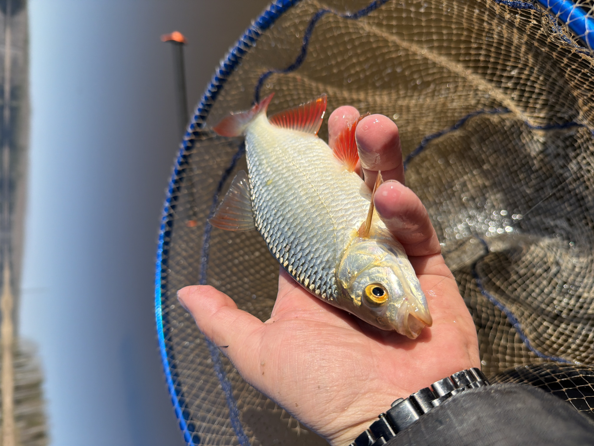 A person holds a live fish in their hand over a fishing net. The fish has silver scales, a yellow eye, and red fins. The person wears a metal watch. The background is blurred but appears to be water and sky. It is impossible to independently verify the image was taken in Chaikovsky, Russia.