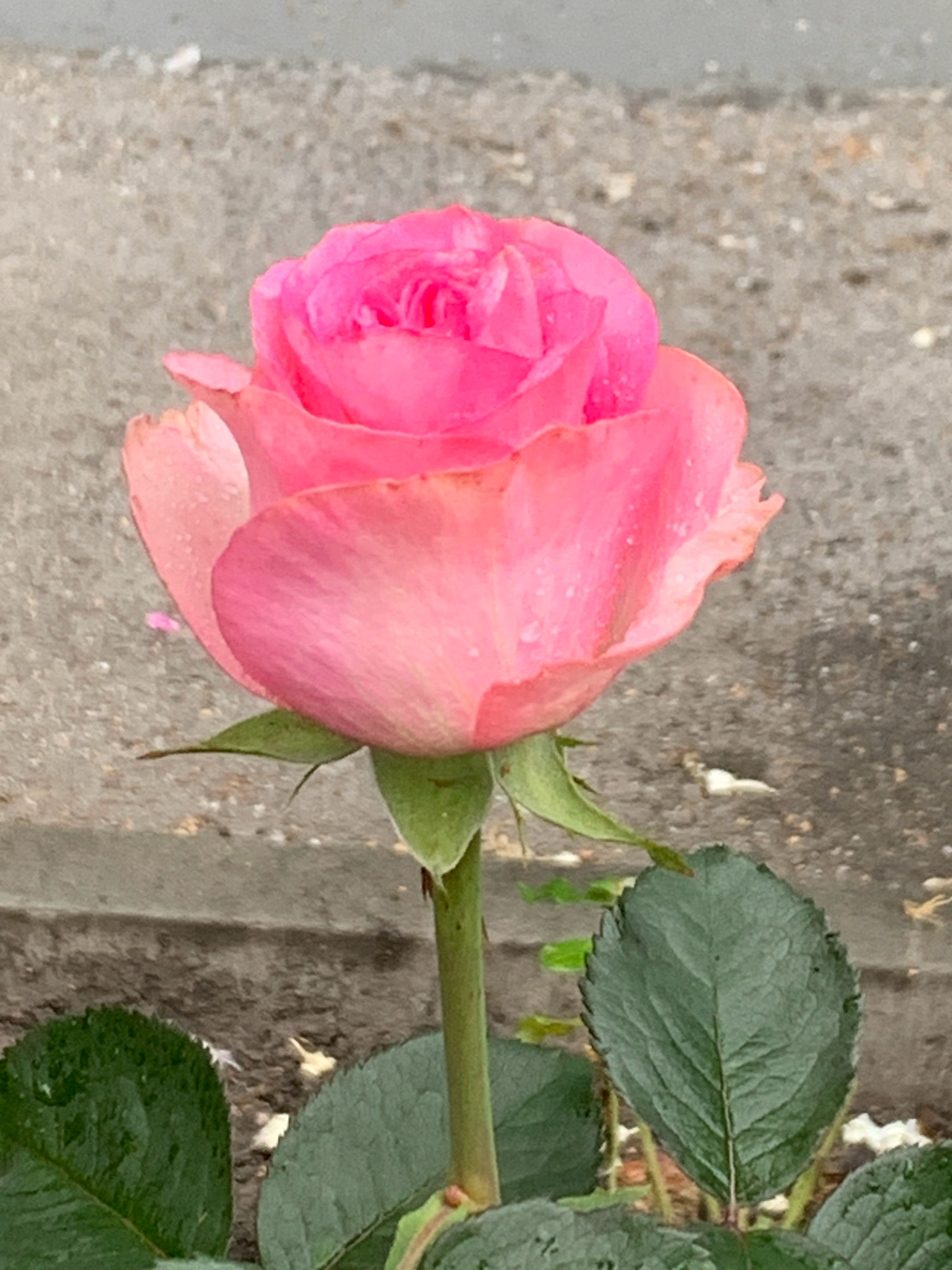 A close-up, eye-level shot of a vibrant pink rose bloom is centered in the frame. The rose has many petals, layered tightly and showing a gradient of color from a deep fuchsia at the center to a softer pink at the edges. Dewdrops are visible on the petals, indicating recent moisture. The rose is attached to a green stem, and a few serrated green leaves are visible at the bottom of the frame. The background is a textured, gray surface, possibly a concrete path or sidewalk, with some scattered debris. The lighting is diffused, suggesting an overcast day. The location is not discernible from the image.