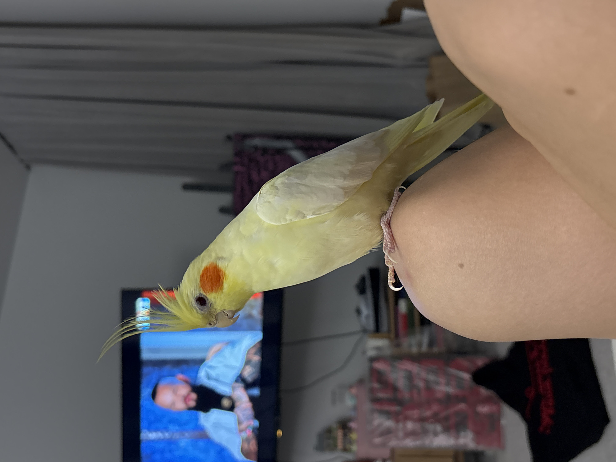 A pale yellow cockatiel perches on a person's bare shoulder. The bird has a crest, orange cheek patches, and a silver leg band. In the background, a television displays a scene of a tattooed man in a blue shirt. Other objects in the background include shelves with various items. The location is not identifiable as Krasnoyarsk, Russia.