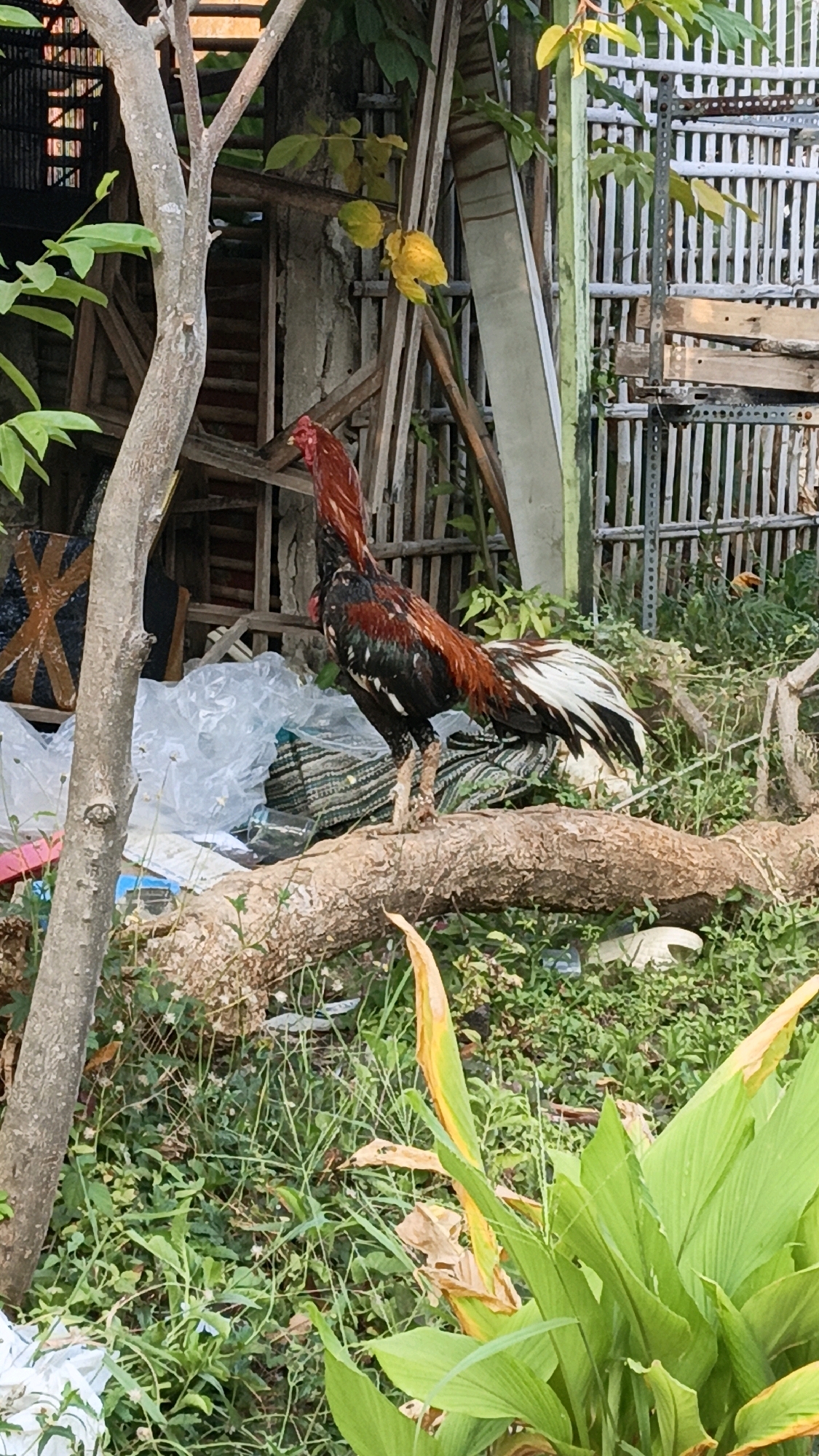 A rooster stands on a fallen tree trunk in a backyard in Cikal, Indonesia. The rooster is predominantly black and red with white tail feathers and is facing left. The background consists of lush green foliage, a wooden fence, and what appears to be discarded building materials. The scene is outdoors and appears to be in a rural or semi-rural setting.