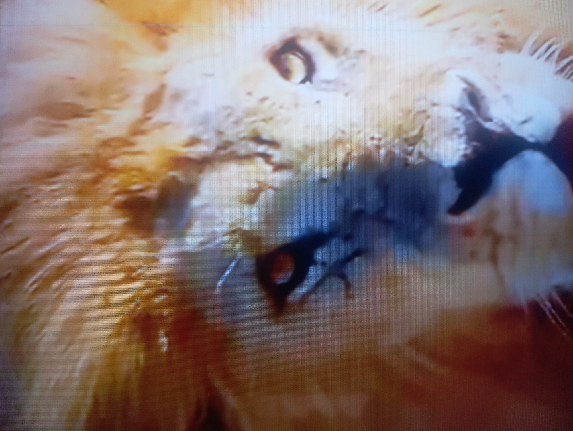 The image presents a close-up, upward-tilted portrait of a lion's head. The primary subject is the large feline, depicted with a full mane comprising varied shades of golden brown, orange, and lighter blonde fur.
One of the lion's eyes is prominently visible, appearing dark and intense, directed upwards and to the viewer's left. The area surrounding the eye shows textured skin and fur, with some darker patches. The lion's mouth is slightly ajar, partially revealing teeth and the dark interior, conveying an expression of alertness or focused attention. Visible whiskers extend from the muzzle area.
The fur on the face and around the nose appears rugged and textured, with deeper shadows near the mouth and beneath the eye. The lighting emphasizes the warm tones of the animal's coat.
The background is blurred and indistinct, harmonizing with the lion's fur colors, ensuring the animal remains the central focus. The image quality suggests it is a photograph taken of a digital screen, characterized by visible horizontal scan lines and a degree of blurriness and pixelation. There are no discernible specific activities taking place beyond the lion's focused gaze. No particular time of day or weather conditions can be determined from the visual information. Furthermore, there are no explicit location cues within the image that would link it to Nkpor, Nigeria, or any specific habitat. No text is visible in the media file.