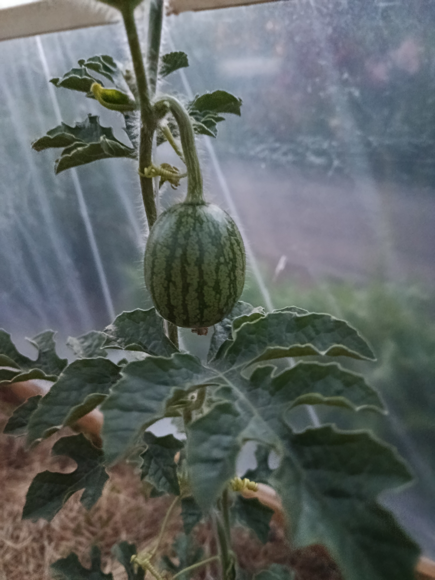 A small, green watermelon with dark green stripes hangs from a fuzzy vine in a greenhouse. The watermelon is approximately the size of a fist and is surrounded by large, lobed leaves that also appear fuzzy. The background is blurred and consists of a translucent plastic sheeting, typical of a greenhouse structure, and hints of greenery beyond. The ground beneath the plant is covered with dry, straw-like material. The lighting is soft, suggesting it might be overcast or early morning/late evening. The image focuses on the developing fruit and the plant's foliage. The location is specified as Novozybkov, Russia, implying an outdoor agricultural setting within that region.