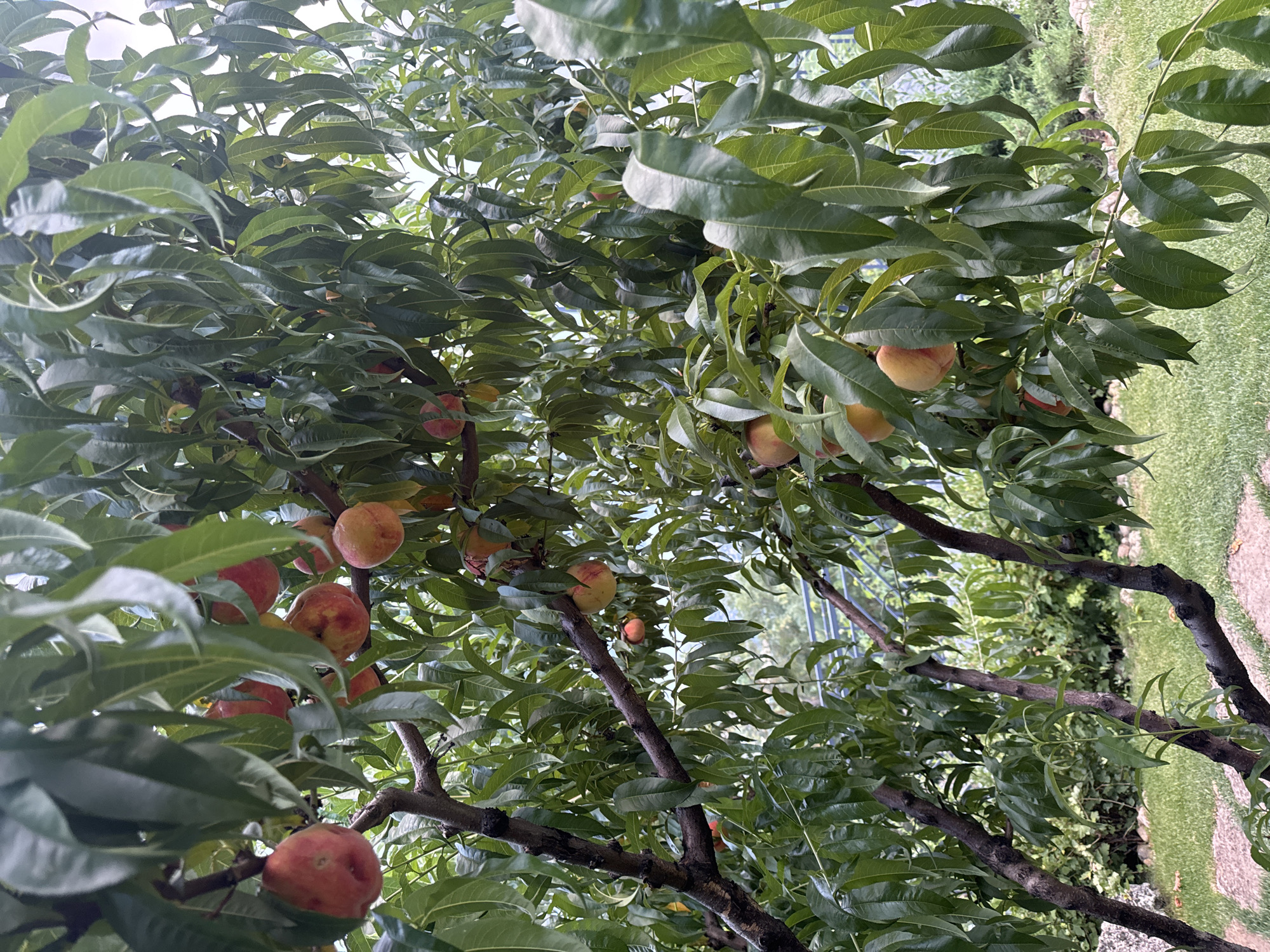 The image shows a peach tree laden with ripe peaches, set against a backdrop of lush green foliage and a hint of a garden setting. The branches of the tree are dark and gnarled, some with visible texture. Several peaches are visible, ranging in color from deep red to orange and yellow, with some showing blushing red hues. The leaves are a vibrant green, some appearing slightly glossy, suggesting they may have been recently rained on or are naturally shiny. In the background, a muted, out-of-focus scene suggests a residential or garden area, with glimpses of greenery and what appears to be a fence or railing. The lighting suggests it is daytime, possibly overcast or early morning/late afternoon, given the soft diffusion of light. The image appears to have been taken from a low angle, looking up into the branches of the tree. The scene evokes a sense of abundance and natural growth.