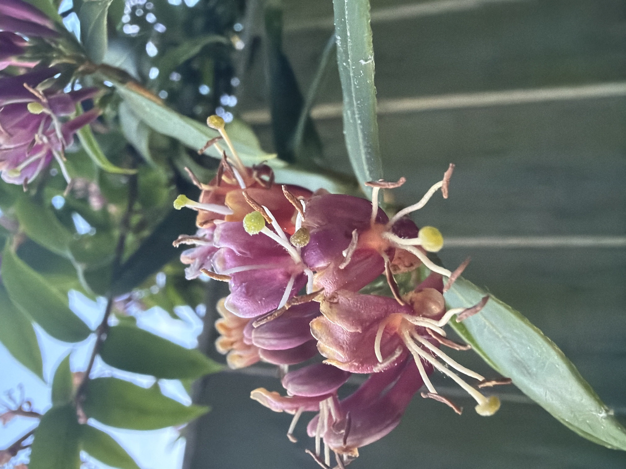 A close-up, upward-angled photograph captures a cluster of vibrant honeysuckle (Lonicera) flowers, predominantly magenta and deep pink, transitioning to orange and pale yellow towards their tubular bases. Long, cream-colored stamens with yellow-green anthers and prominent pistils extend from the flared ends of the petals. The flowers are interspersed with and surrounded by oval, medium-green leaves and thin stems. The background is softly blurred, revealing a pale blue sky in the upper left, further indistinct green foliage, and a dark green-grey vertical paneling, likely a fence, on the right. The scene is illuminated by natural light. Location: Maidstone, United Kingdom.
