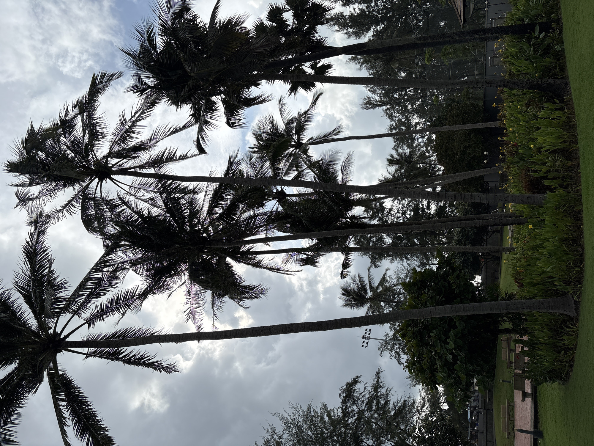 The image depicts a park-like area in Karon, Thailand, characterized by a cluster of tall, silhouetted palm trees against a cloudy sky. The palm trees dominate the foreground and midground, with their fronds creating a dense canopy. Below the palms, lush green foliage and a bed of flowering plants, some with yellow blooms, are visible. The background reveals a variety of other trees, including what appear to be pine trees, and hints of structures like a lamp post and fencing. In the lower left quadrant, park benches are arranged on a paved area adjacent to a well-maintained lawn. The overall impression is one of a tropical park setting with overcast weather. There are no people or animals visible in the scene.