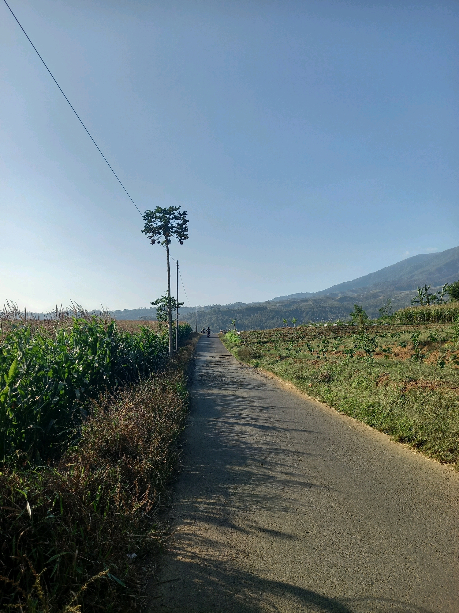 The image depicts a rural road in the vicinity of Wonosari, Indonesia, under a clear, pale blue sky. The road, paved and gray, stretches into the distance, bordered by lush green vegetation on either side. To the left, a dense field of corn stalks, tall and vibrant, dominates the foreground, with dry, wispy brush running along the road's edge. A tall, slender tree with a distinct, bushy crown stands prominently near the roadside, accompanied by a utility pole and a thin wire that bisects the sky diagonally. Further down the road, two individuals are visible on a motorcycle, heading away from the viewer. On the right side of the road, the landscape transitions into terraced fields and hills, with younger trees planted in neat rows and a larger, mountainous terrain forming the backdrop, partially shrouded in a light haze. The scene is bathed in the soft light of what appears to be early morning or late afternoon, casting long, distinct shadows across the road.