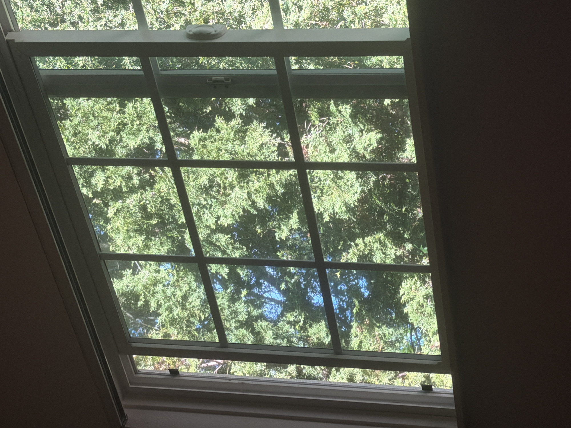 The image shows a window with a grid pattern, looking out onto a dense green canopy of trees. The window appears to be a sliding window, with one panel slightly ajar, revealing a screen behind it. The sunlight filters through the leaves, creating dappled light effects. The lower part of the image is dark, suggesting the interior of a room. The context provided for Portland, Oregon, USA, is not directly observable in the image itself.